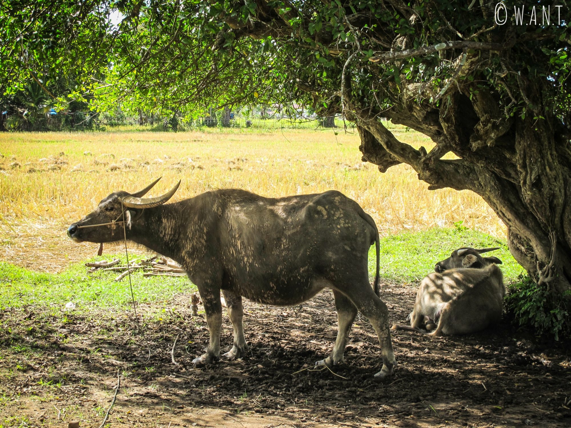 site de rencontre laos