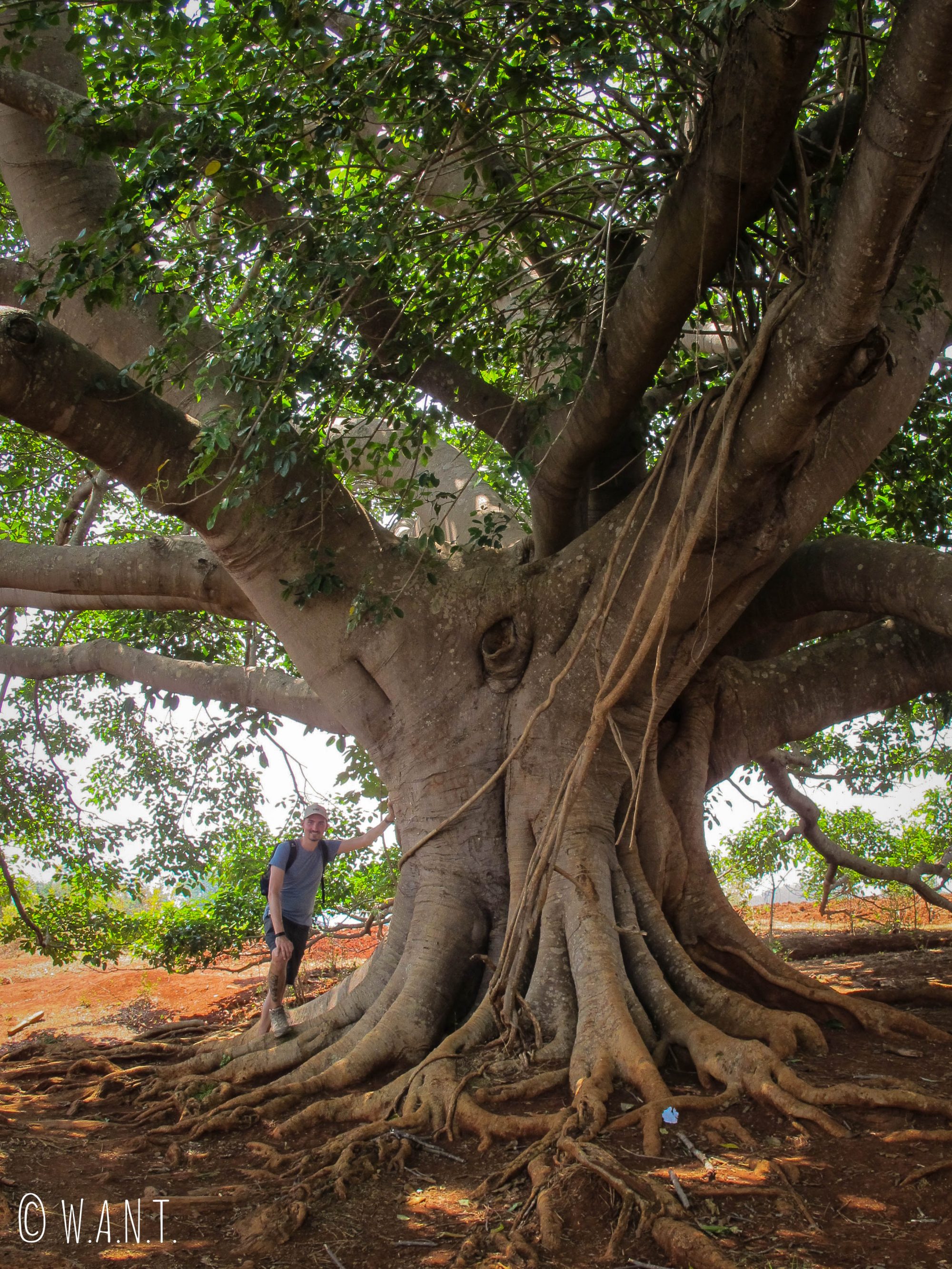 Banyan Tree, arbre sacré dans la culture bouddhique
