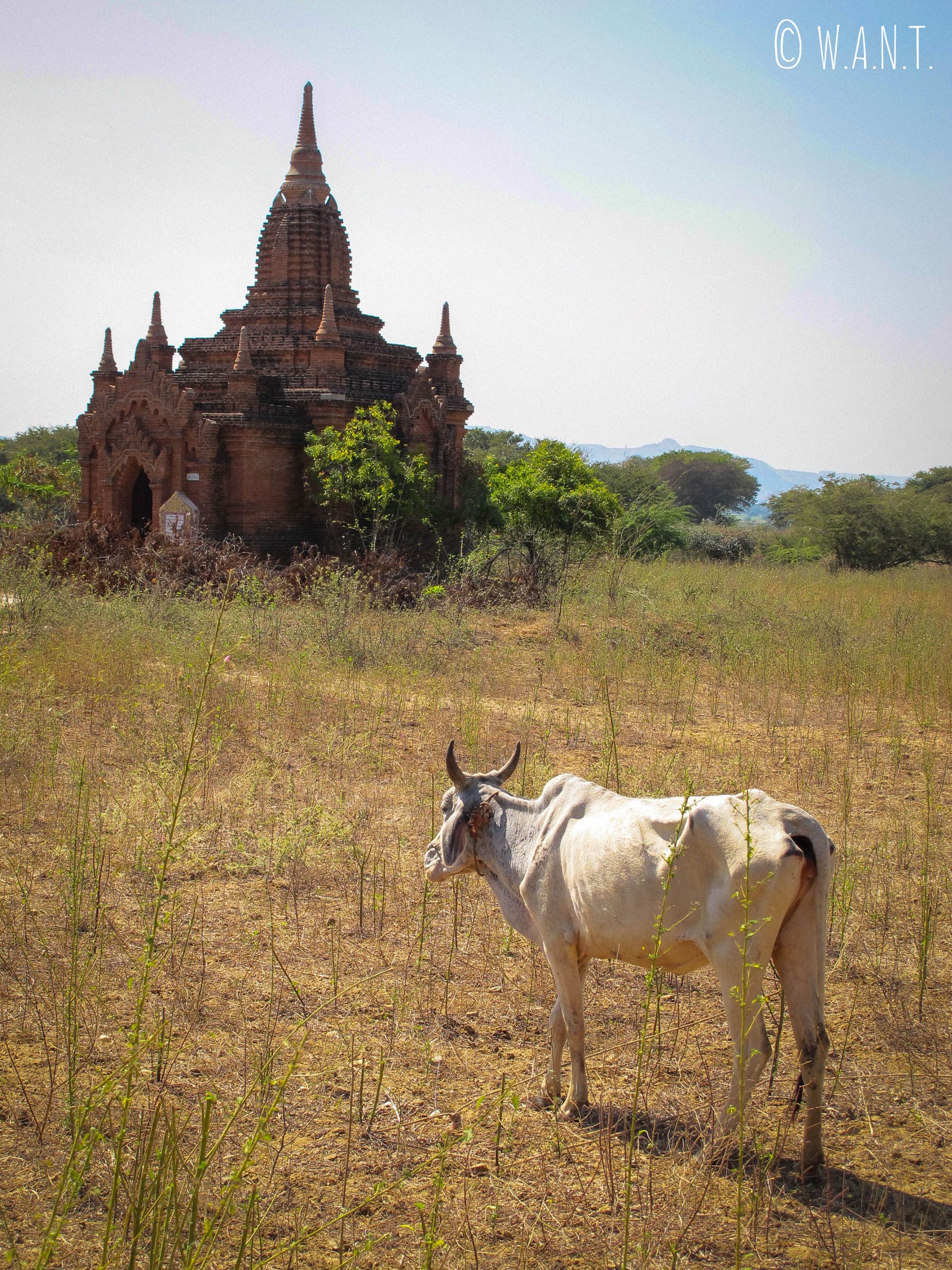 Vache au milieu des pagodes