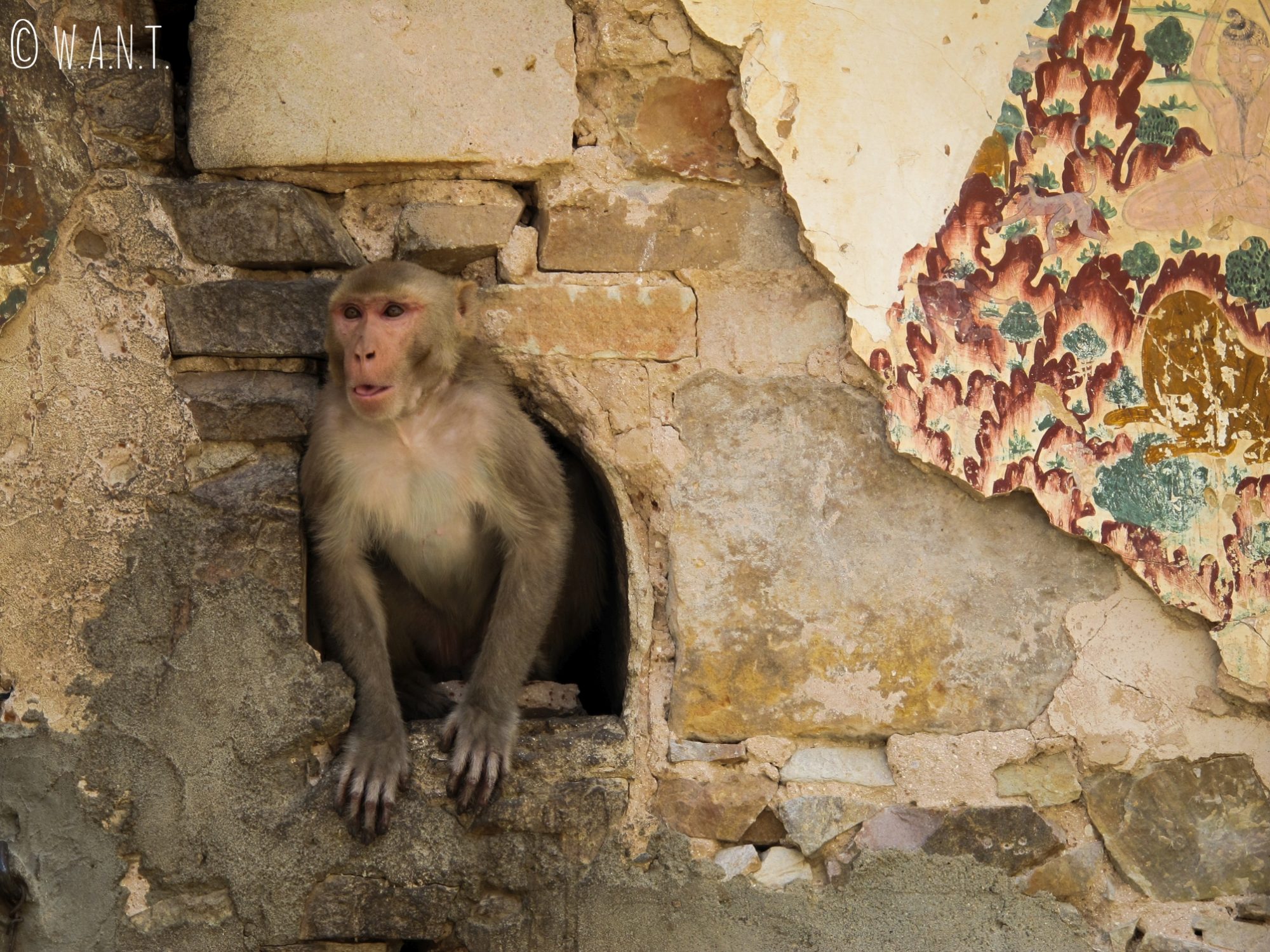 Au Monkey temple, les singes vont et viennent dans les temples nullement perturbés par la présence humaine
