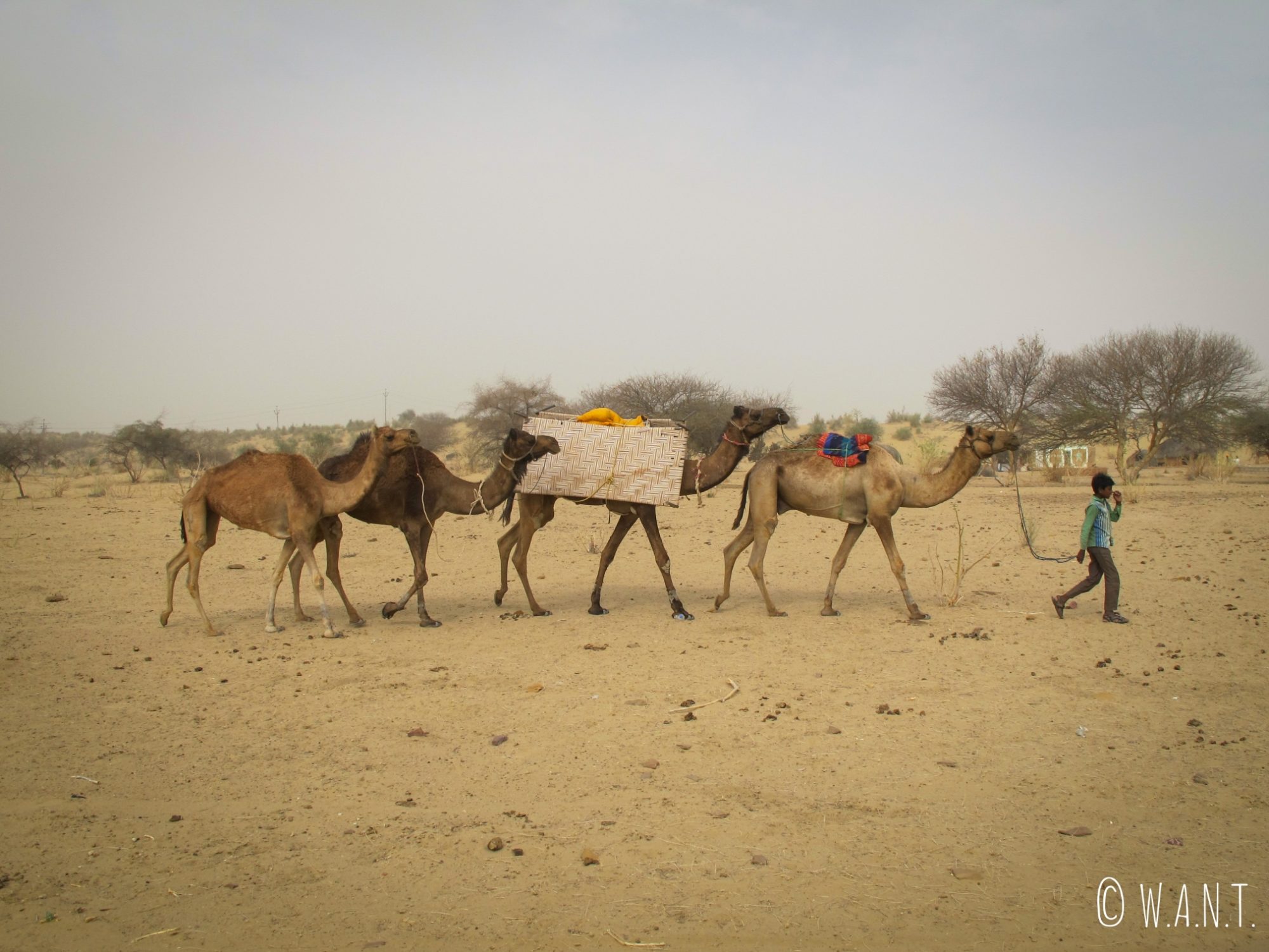 Caravane conduite par le frère d'Harkha, notre chamelier durant notre safari dans le désert du Thar