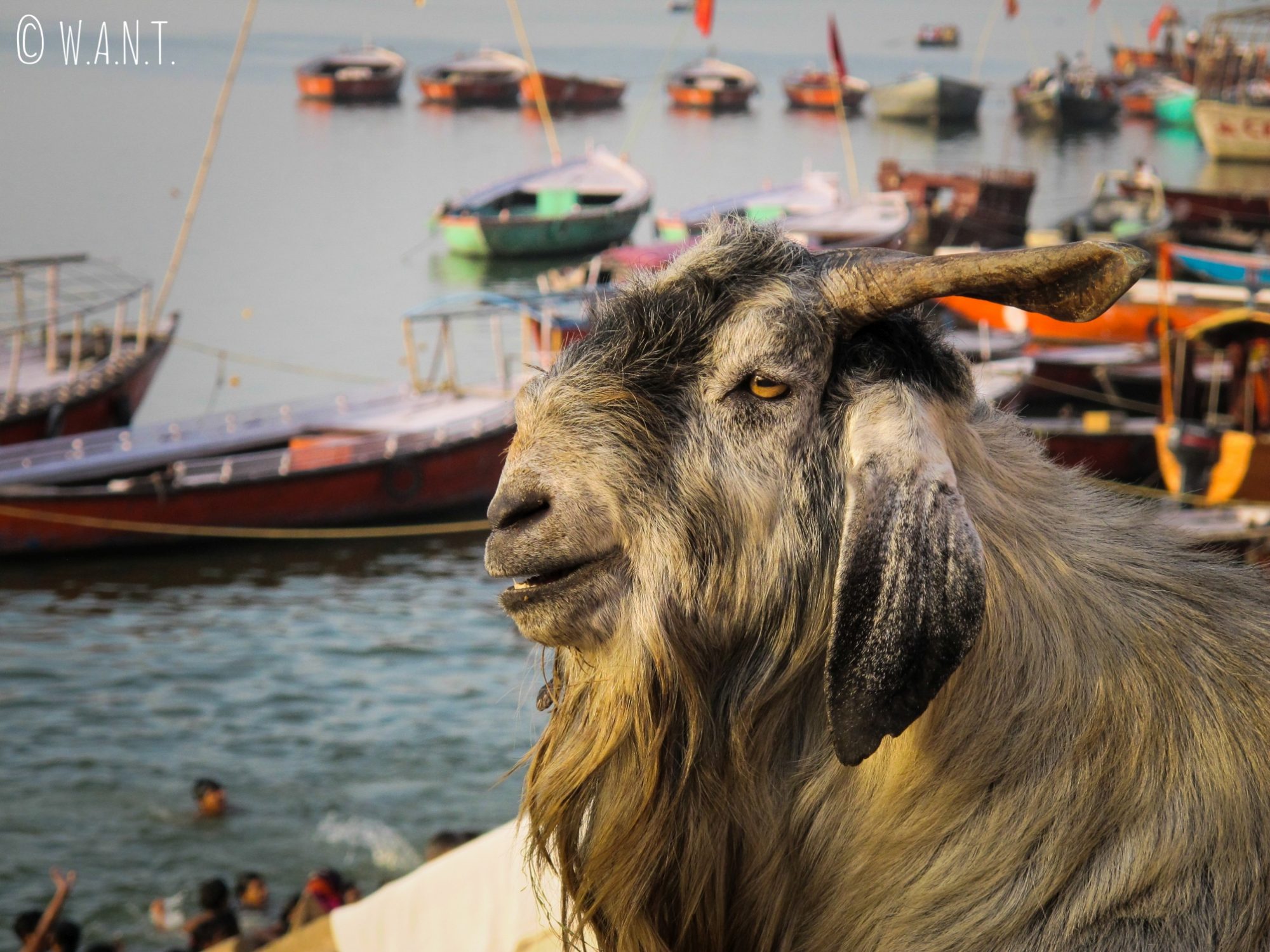 Ce bouc, installé sur le bord du Ghat, contemple paisiblement le Gange
