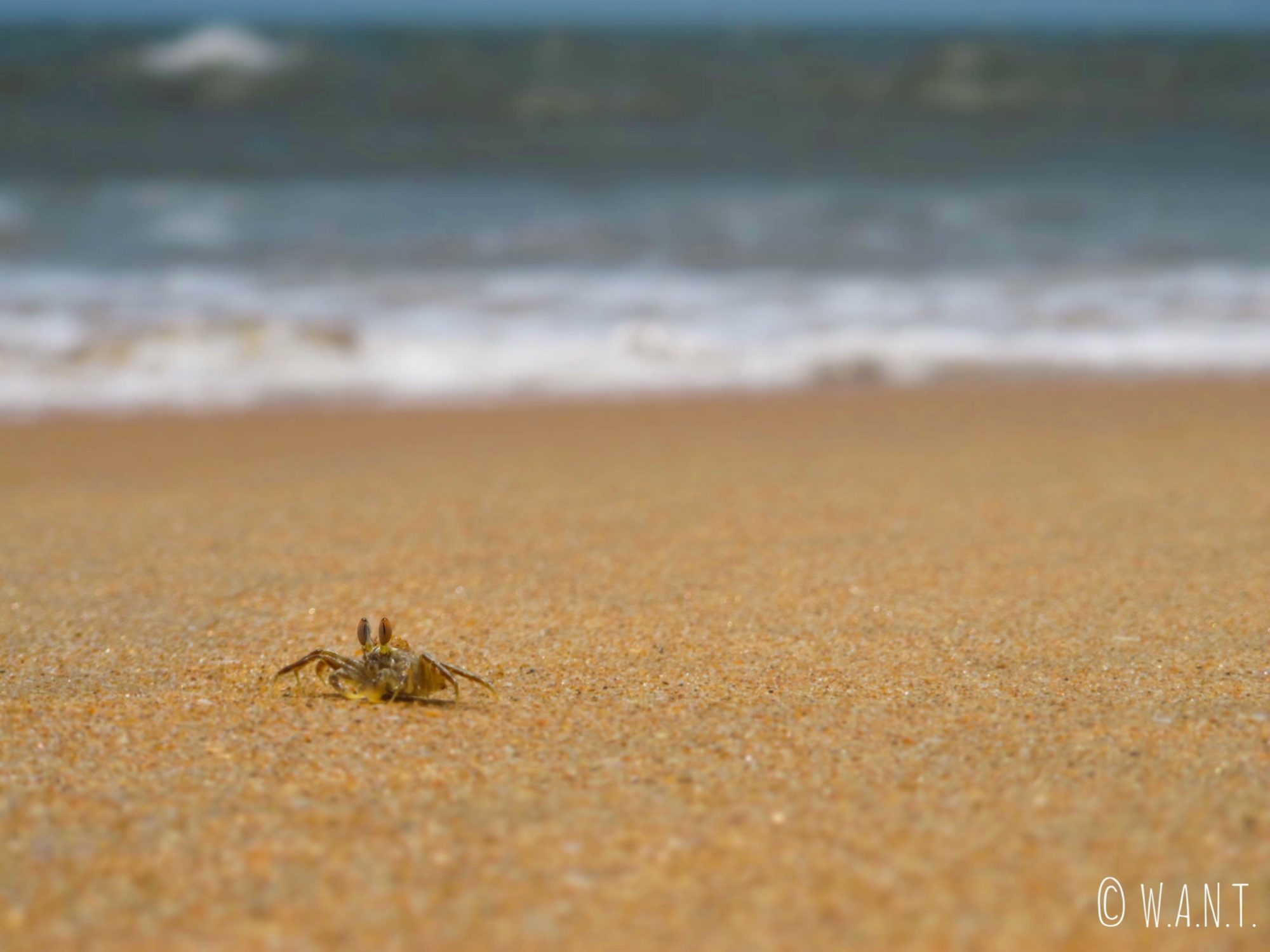 De nombreux crabes ont élu domicile sur la plage de Majorda