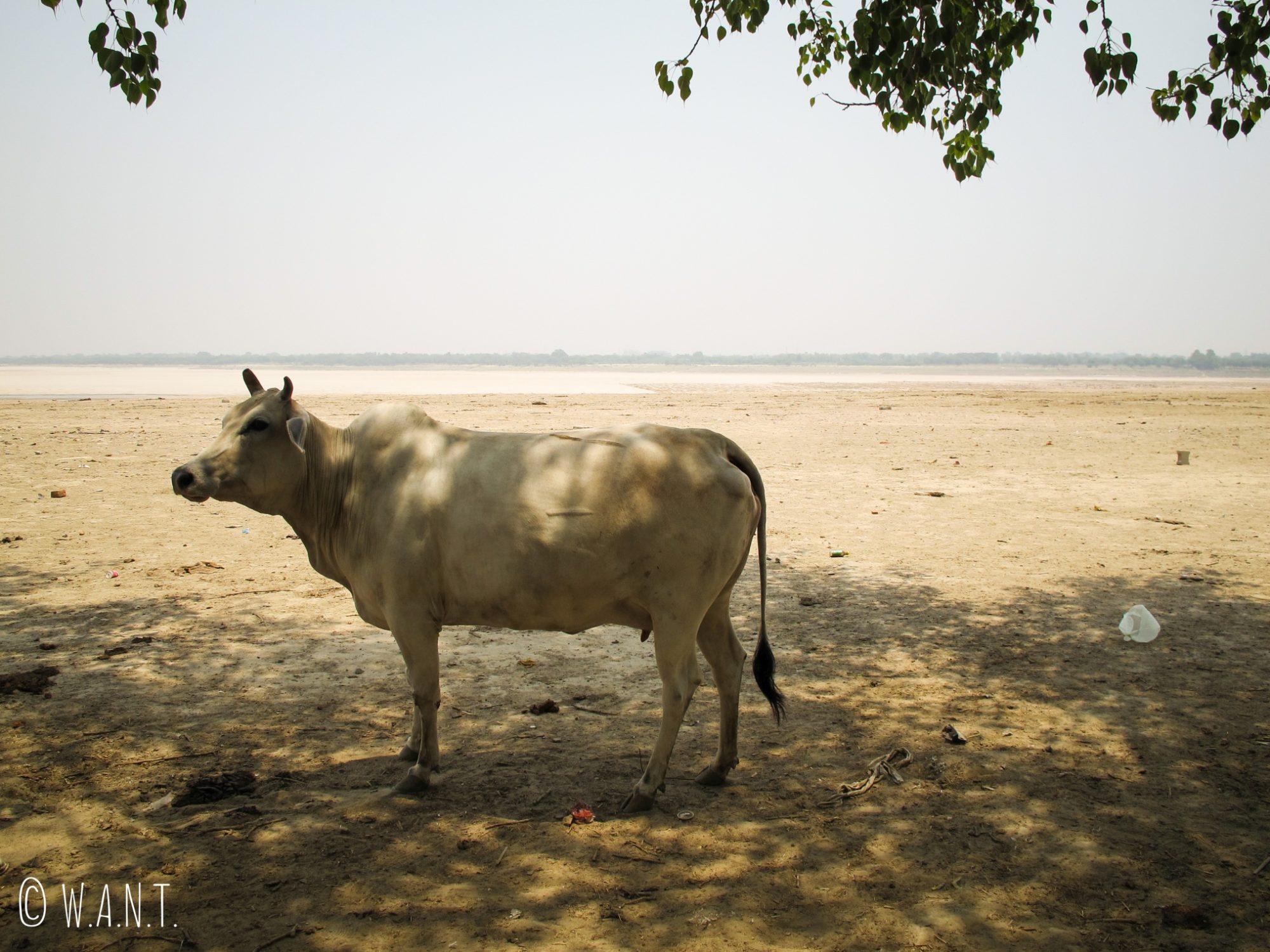 En un mois de voyage en Inde, nous n'avons jamais autant croisé de vaches qu'à Varanasi.