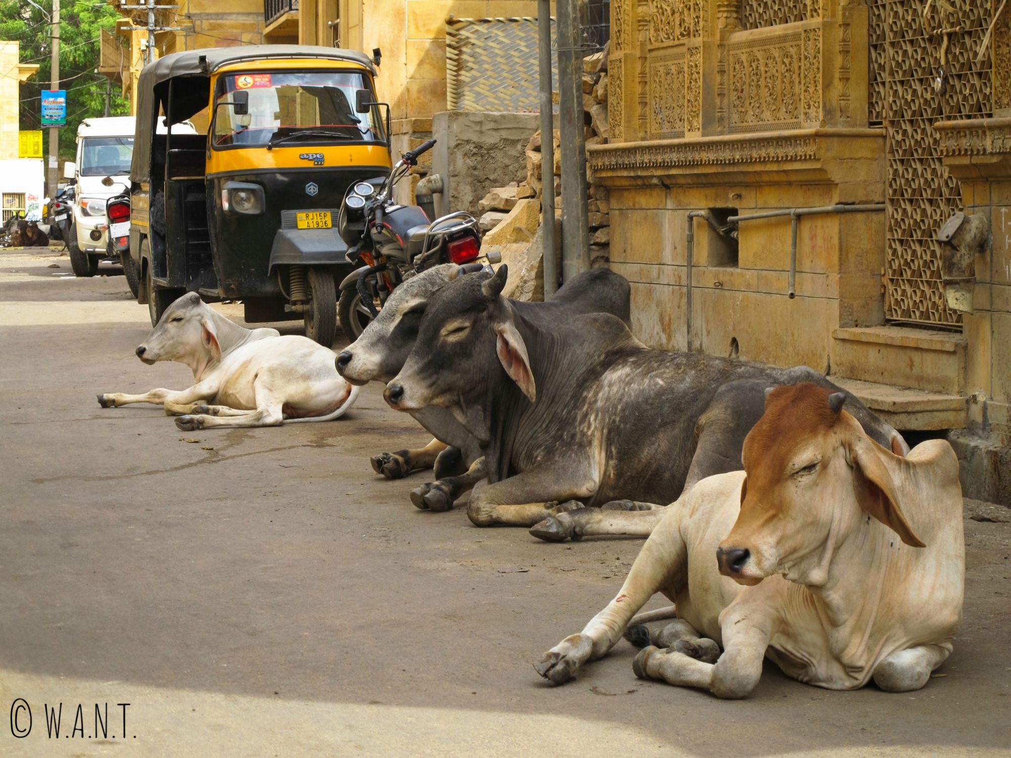 La population de vaches dans les rues de Jaisalmer est tout simplement incroyable !