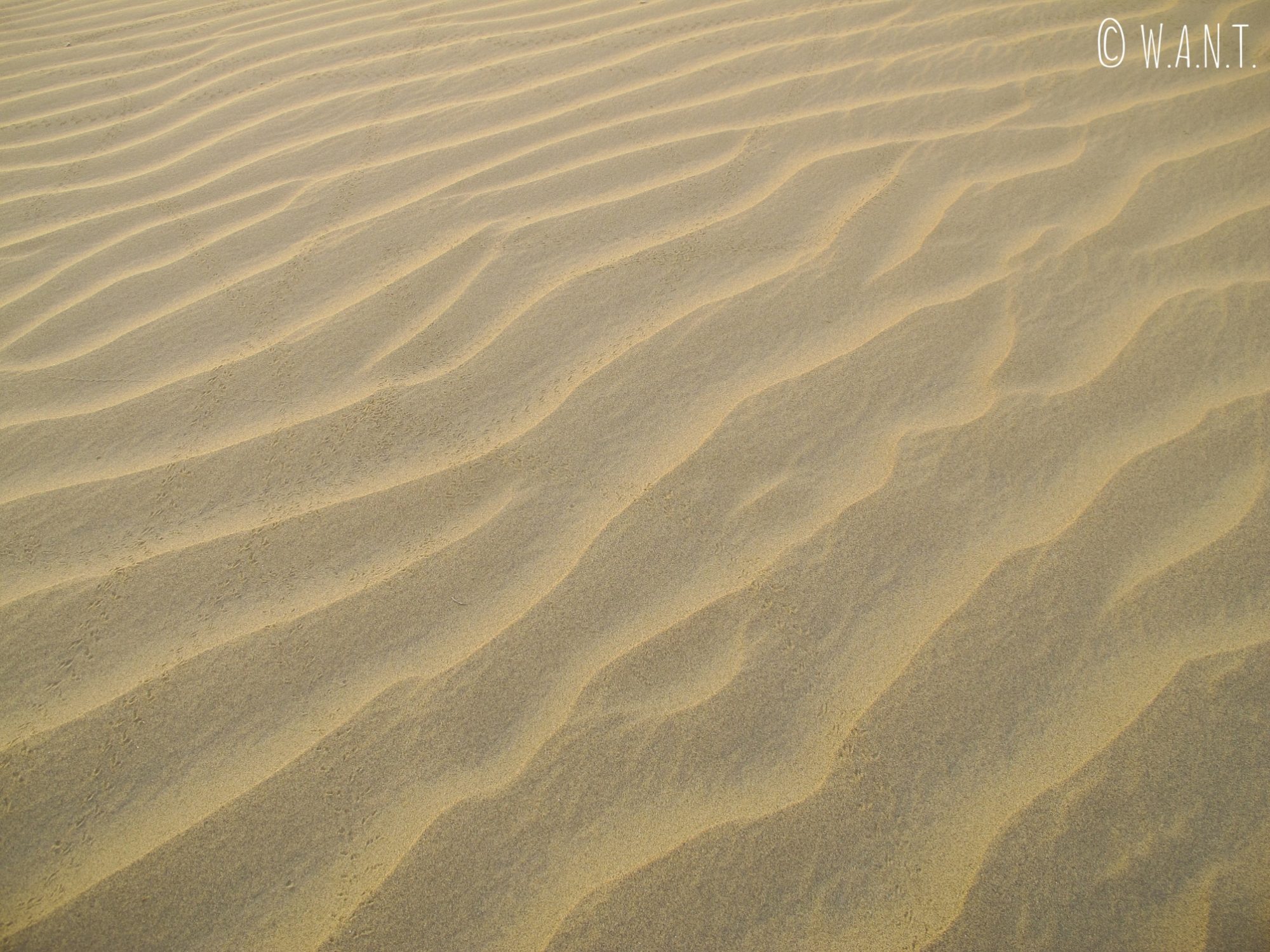 Les dunes du désert du Thar