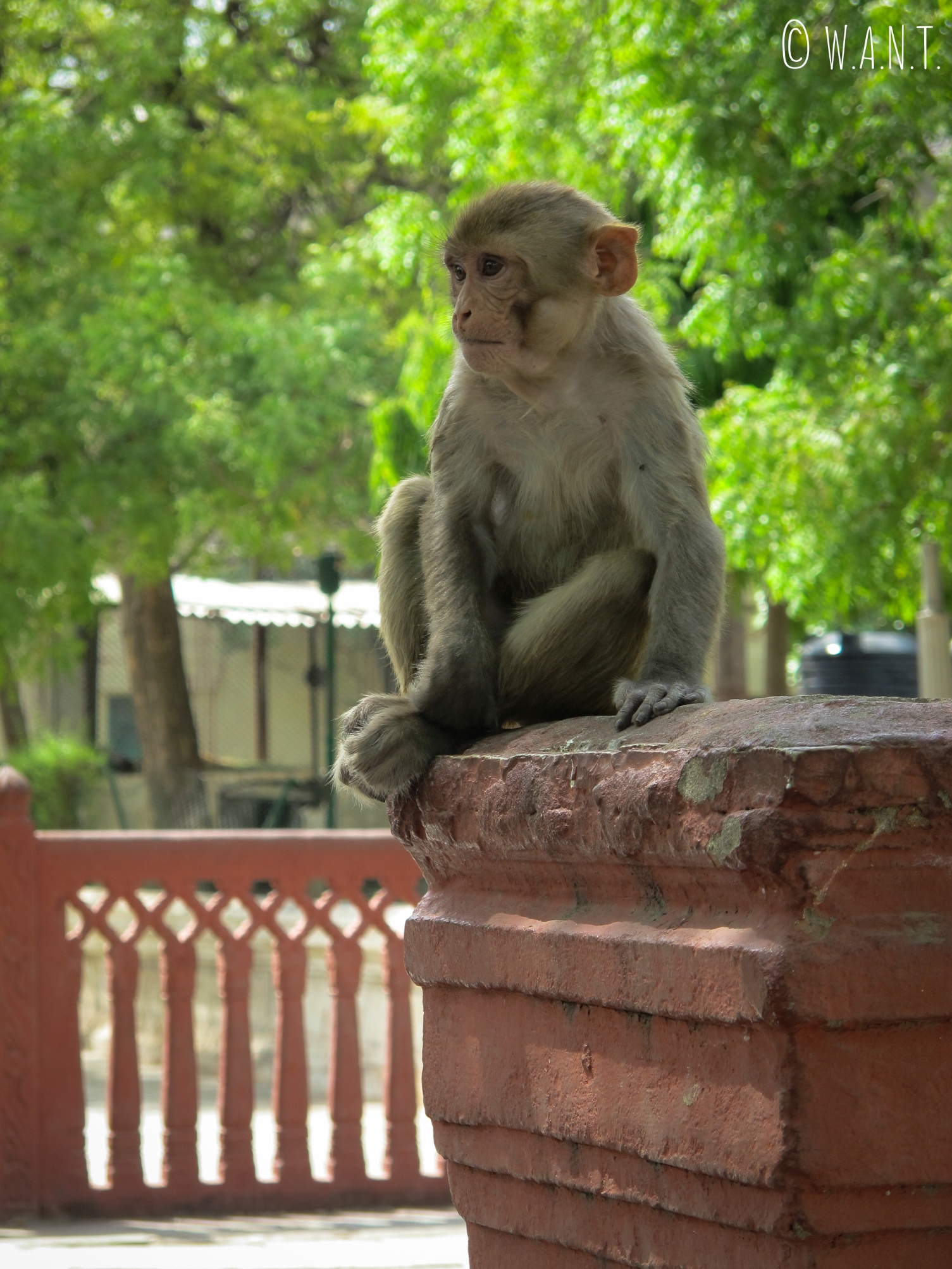 Les singes sont très nombreux dans le parc Jai Niwas, mais sont toutefois assez agressifs envers l'Homme