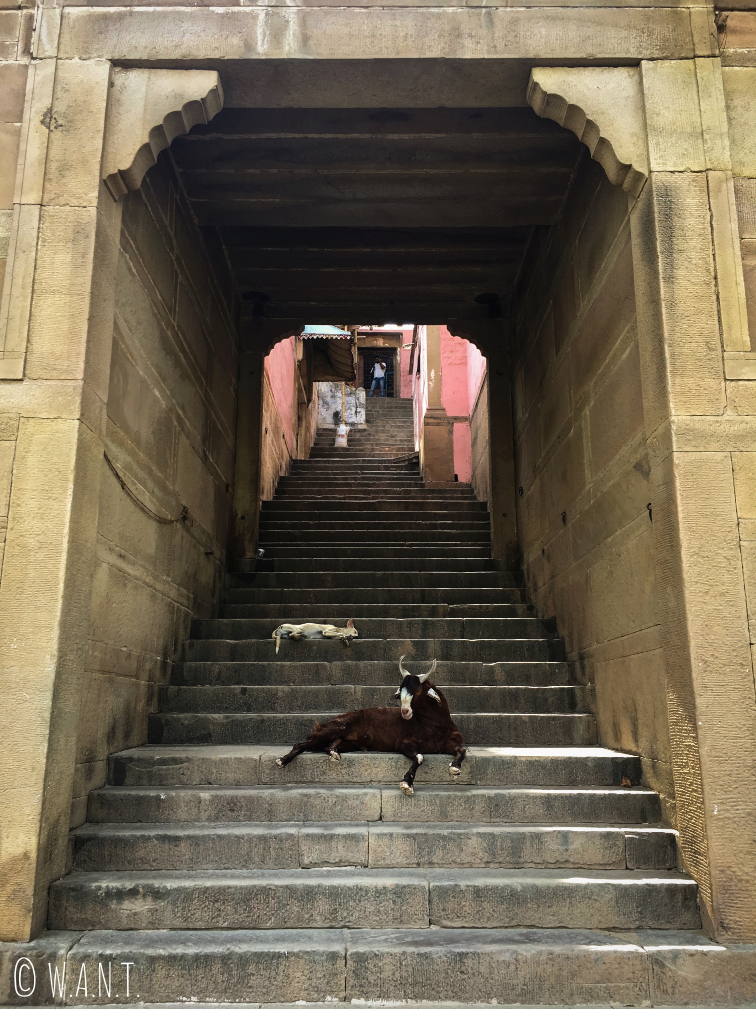 Nous rencontrons divers animaux sur les ghats de Varanasi dont ce bouc qui y a élu domicile