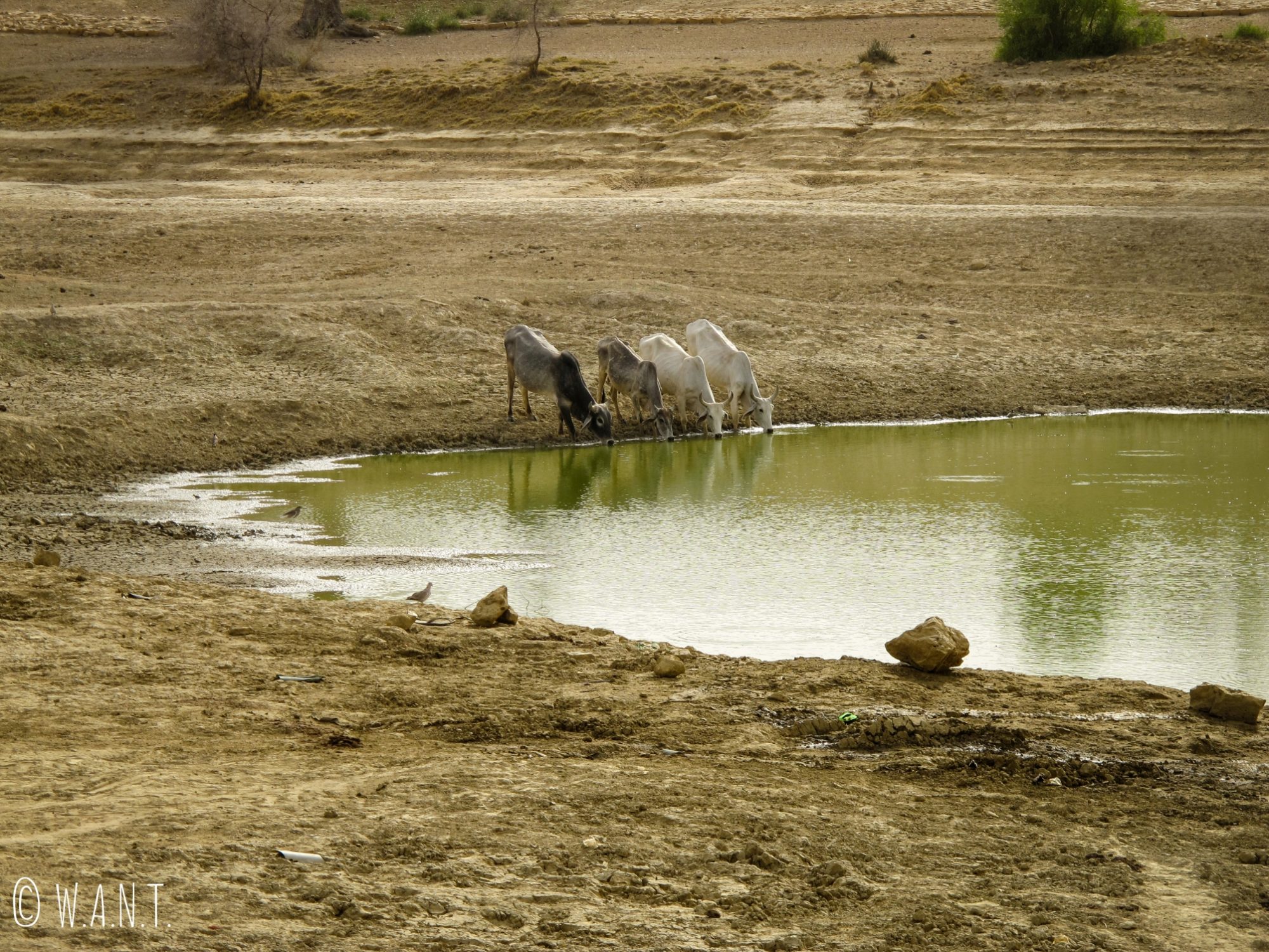 Quatre vaches s'abreuvent dans ce qui reste de l'oasis en cette période sèche