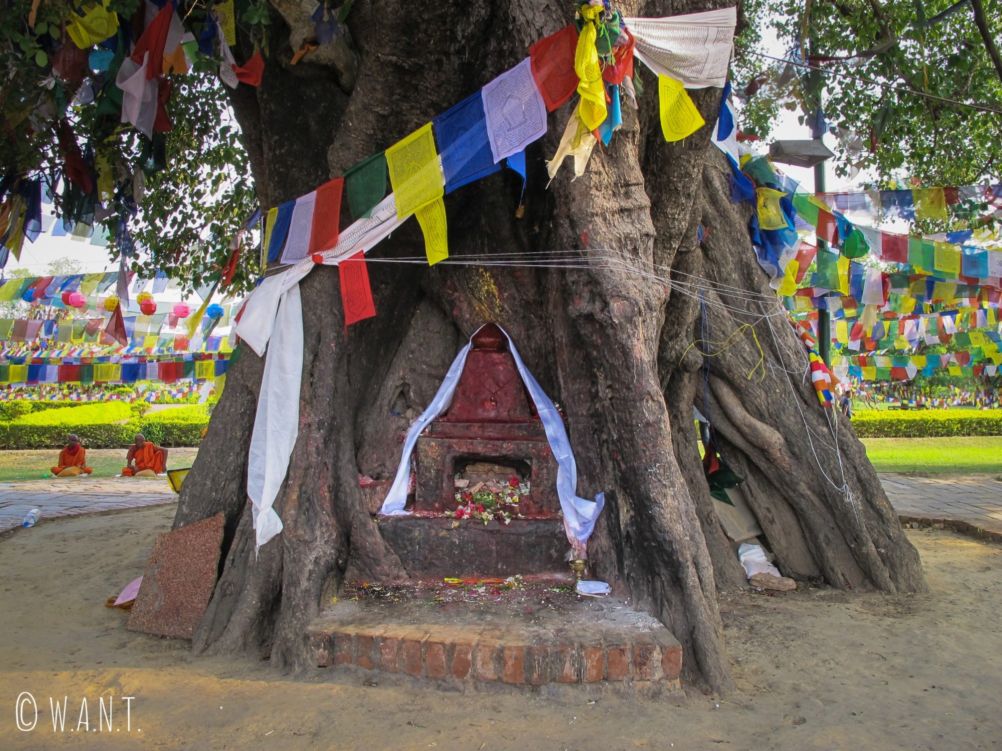 Bodhi Tree au coeur du temple Maya Devi à Lumbini