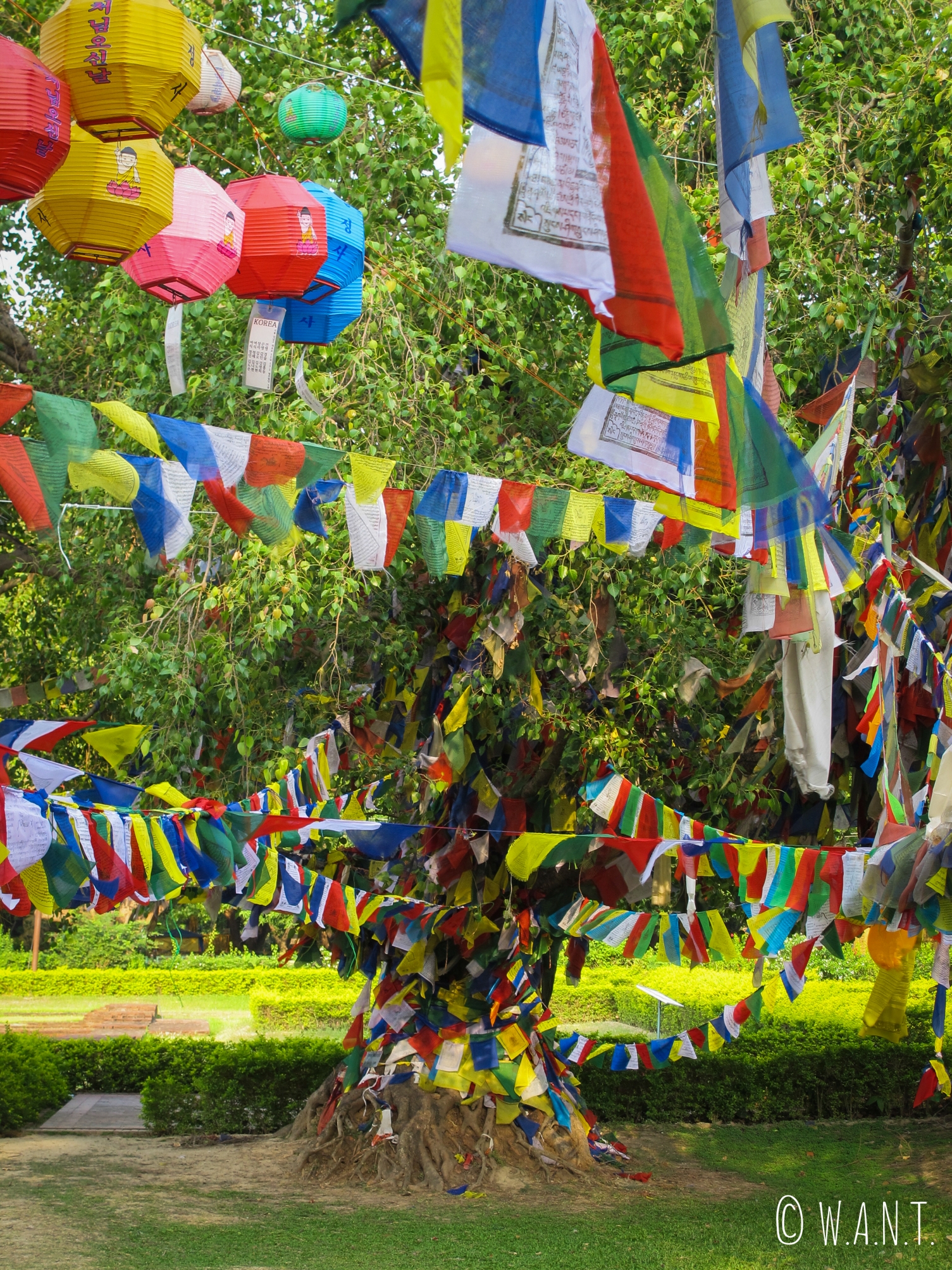 De très nombreux drapeaux de prières entourent les arbres du temple Maya Devi