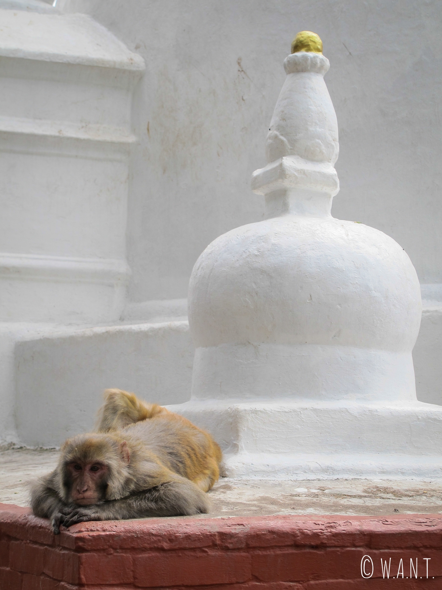 Le stupa Swayambhunath est également fréquenté par de nombreux singes