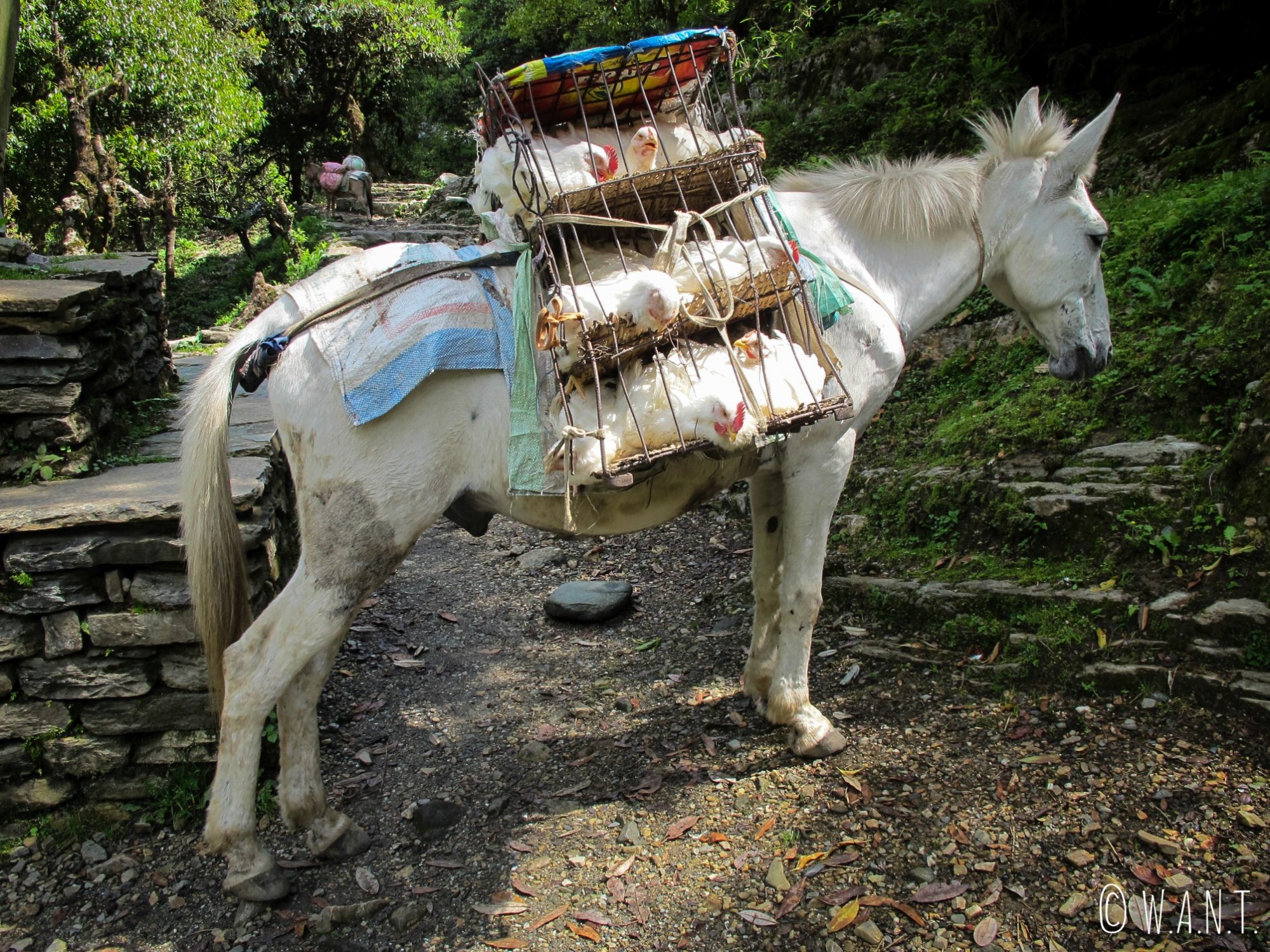Les mulets jouent un rôle essentiel afin d'approvisionner les villages du sanctuaire des Annapurnas