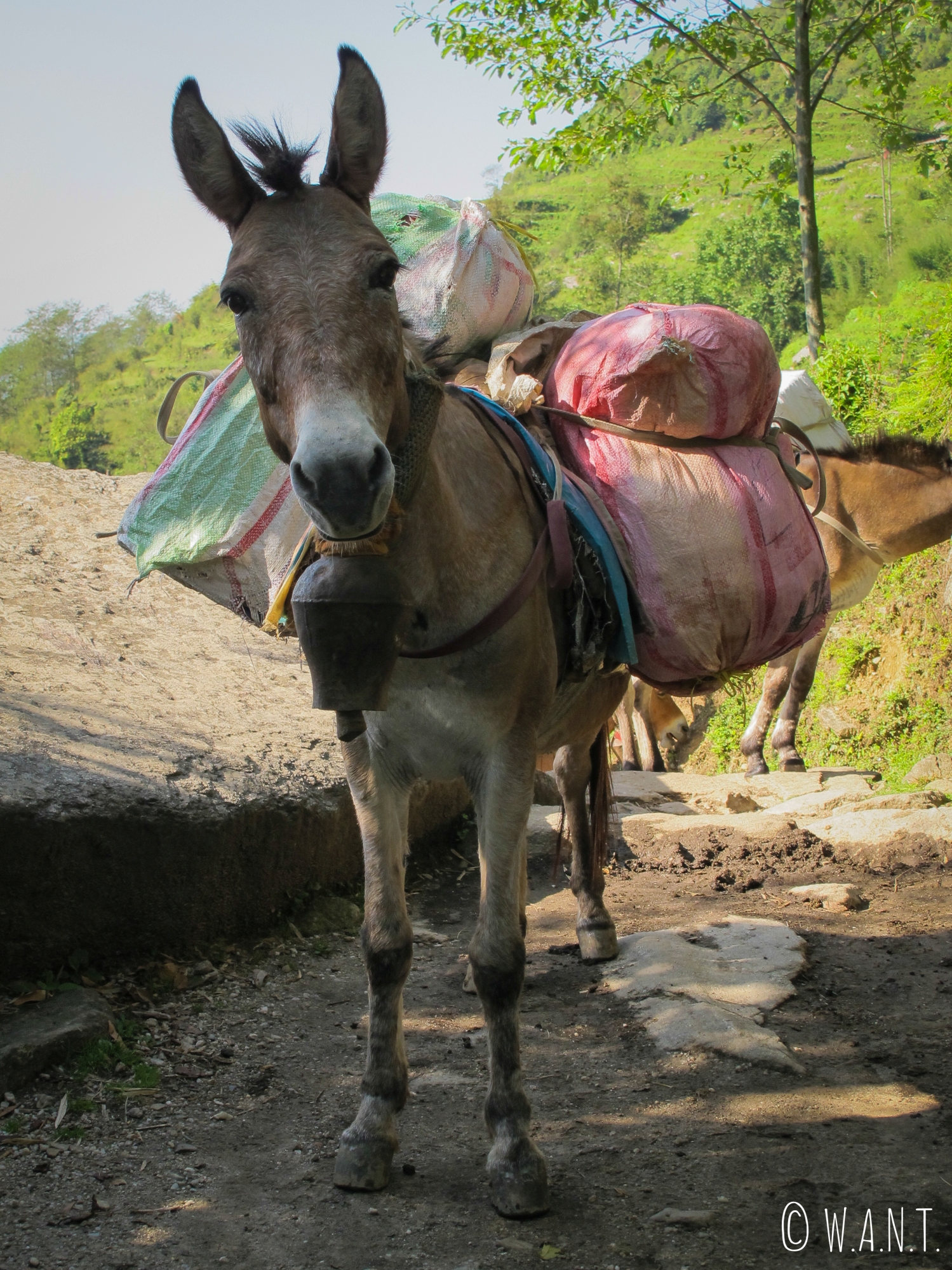 Les mulets portent à la fois des denrées, des poules, des bouteilles de gaz et tout ce dont les villageois et trekkeurs ont besoin