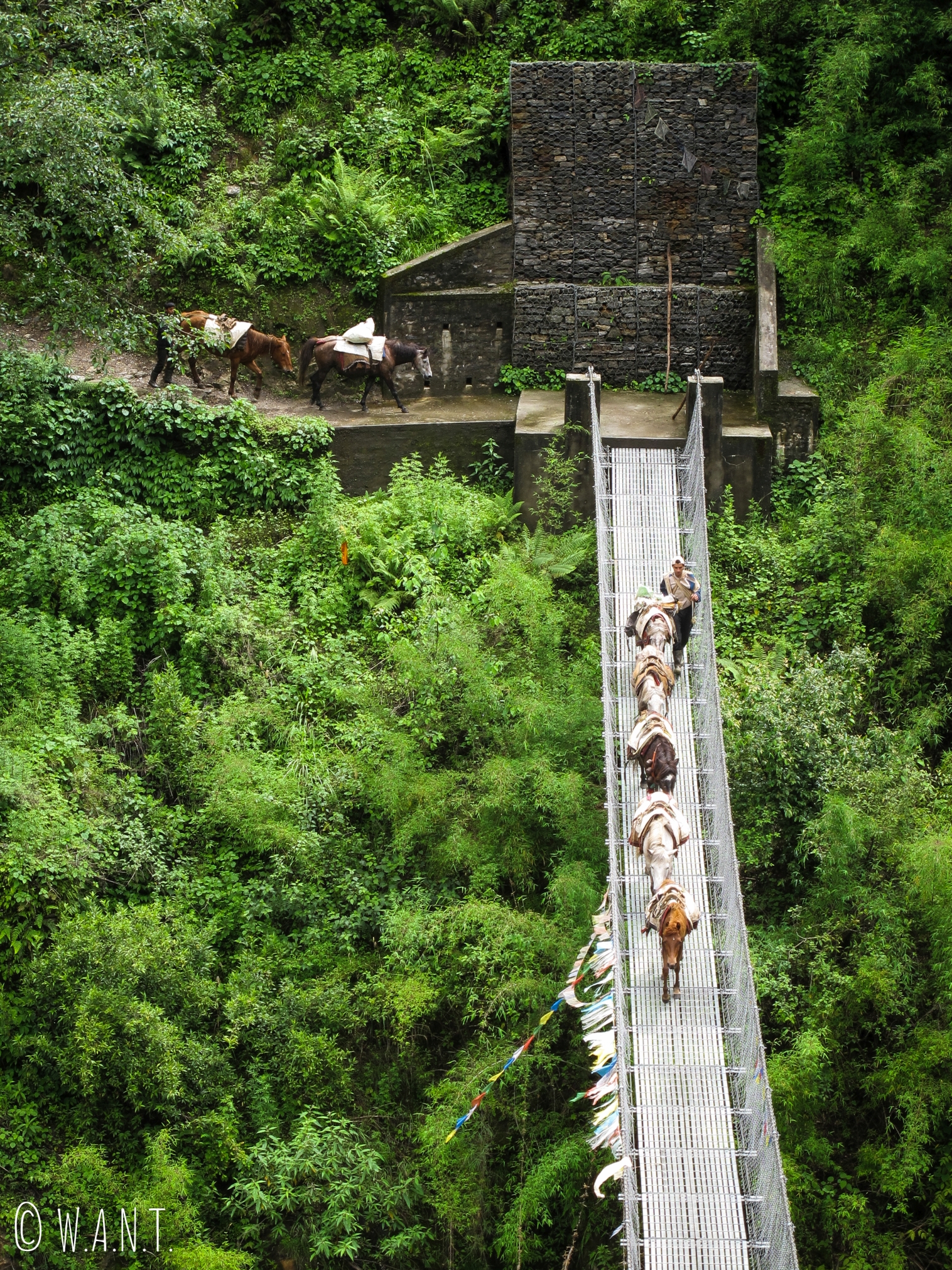 Une caravane d'ânes traverse un pont suspendu