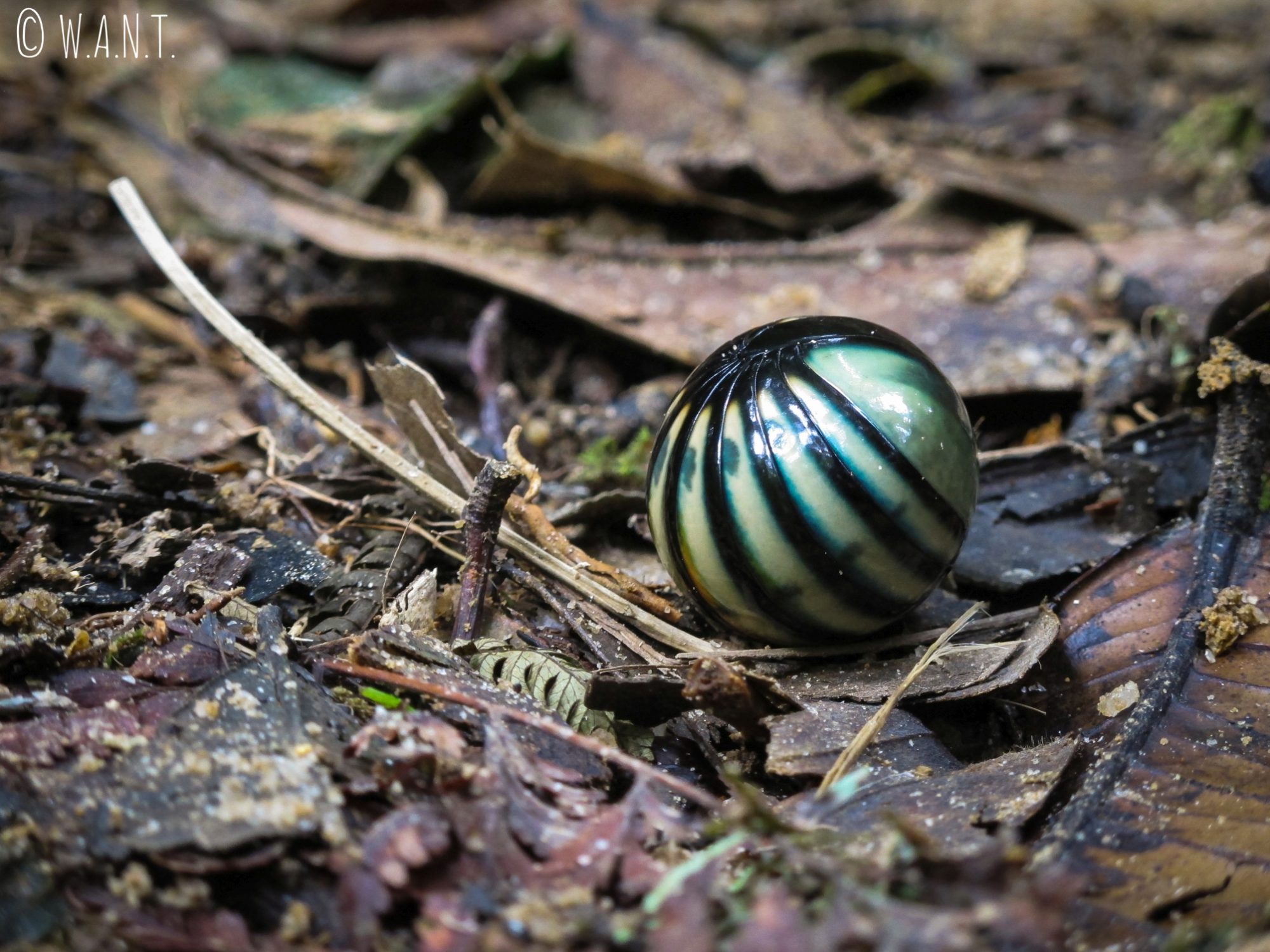 Ce petit insecte de la famille des gloméridés se roule en une boule parfaite