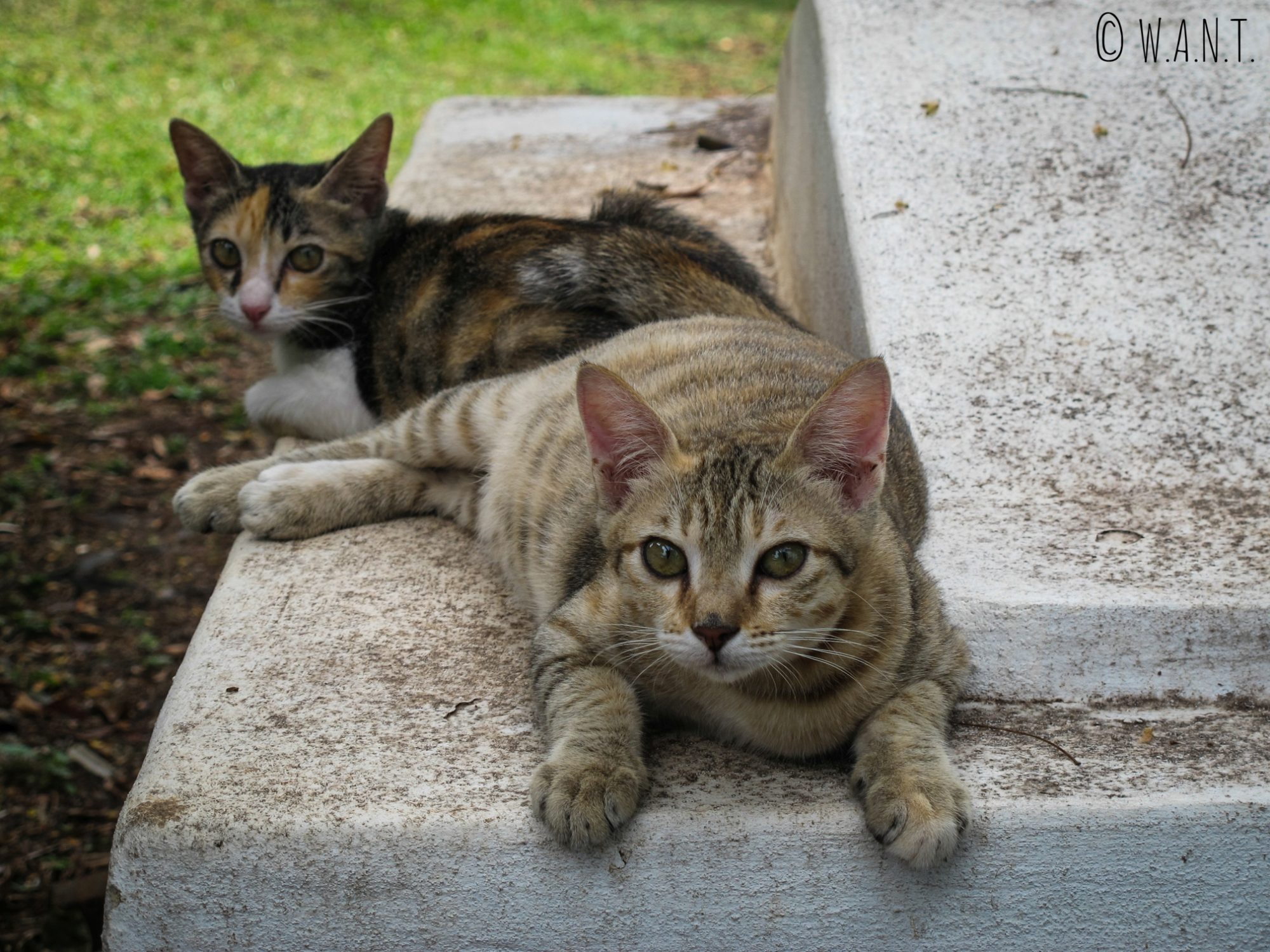 Deux petits chats prennent la pause sur la colline St Paul de Malacca