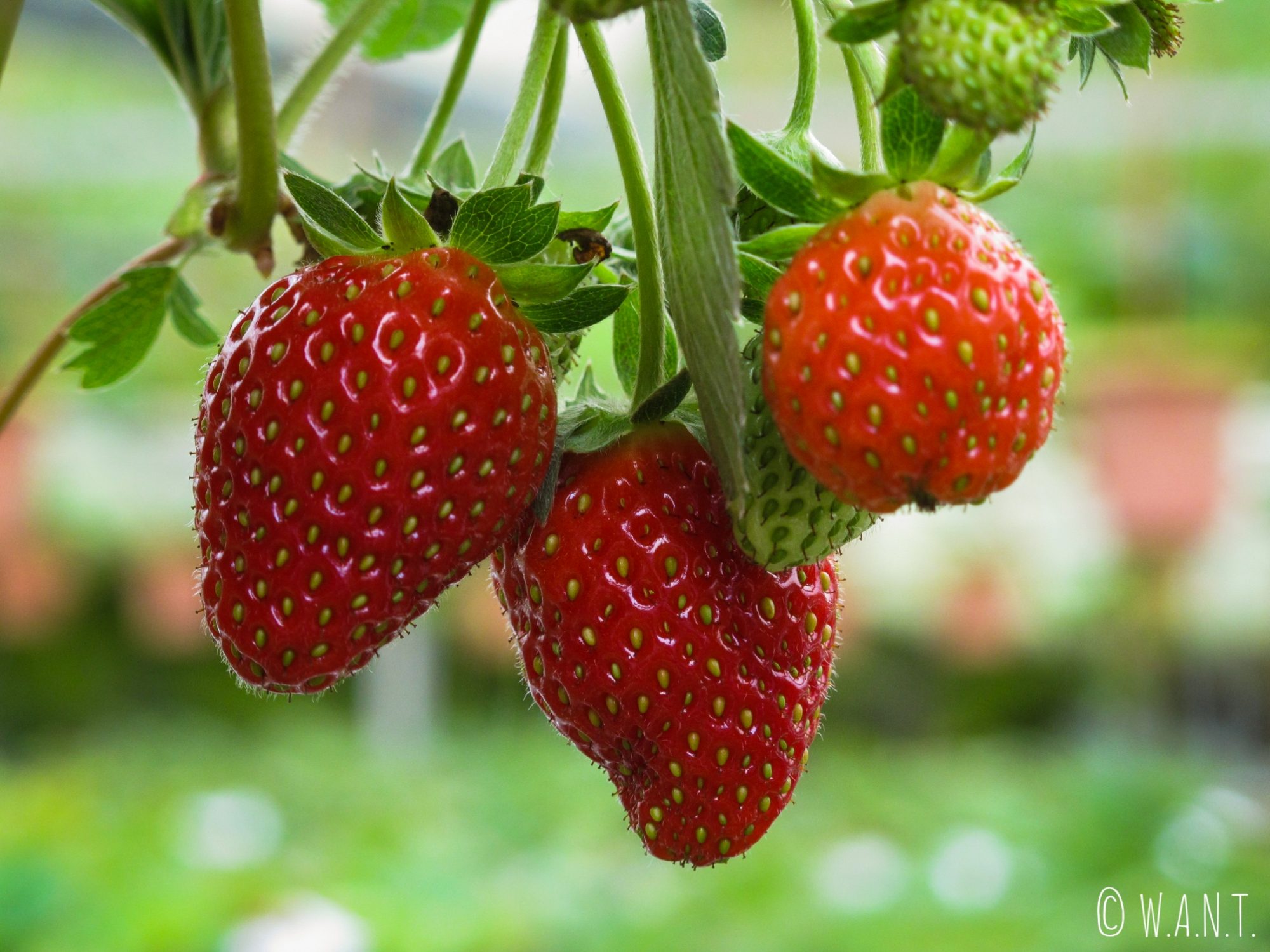Gros plan sur des fraises des Cameron Highlands