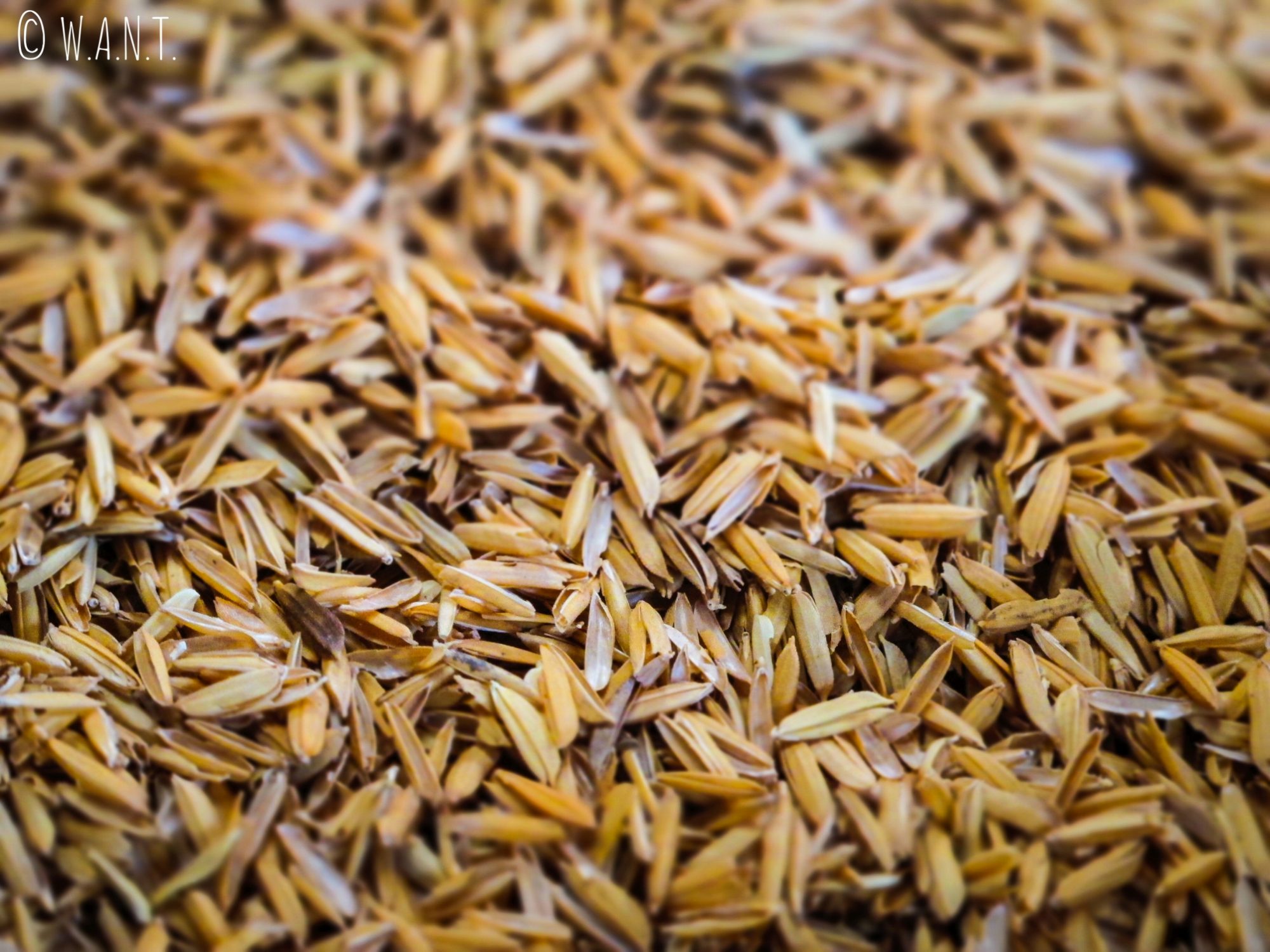 Gros plan sur le riz servant à fabriquer le riz soufflé dans le delta du Mékong