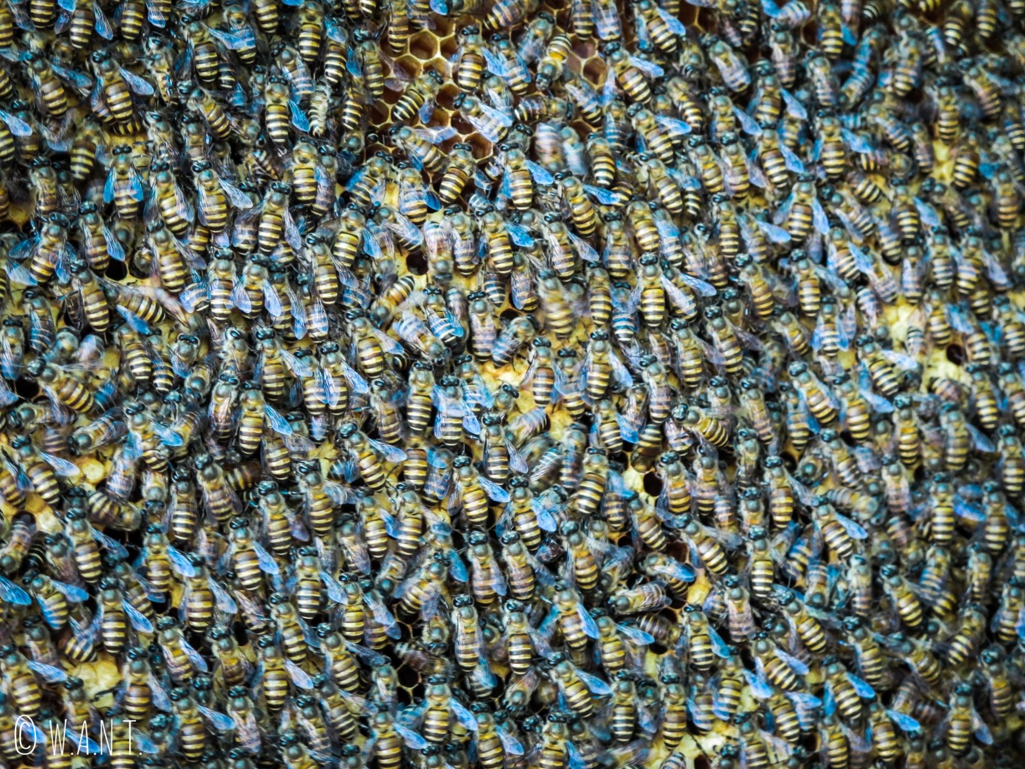 Gros plan sur les abeilles de la ferme Thanh Thuy dans le delta du Mékong