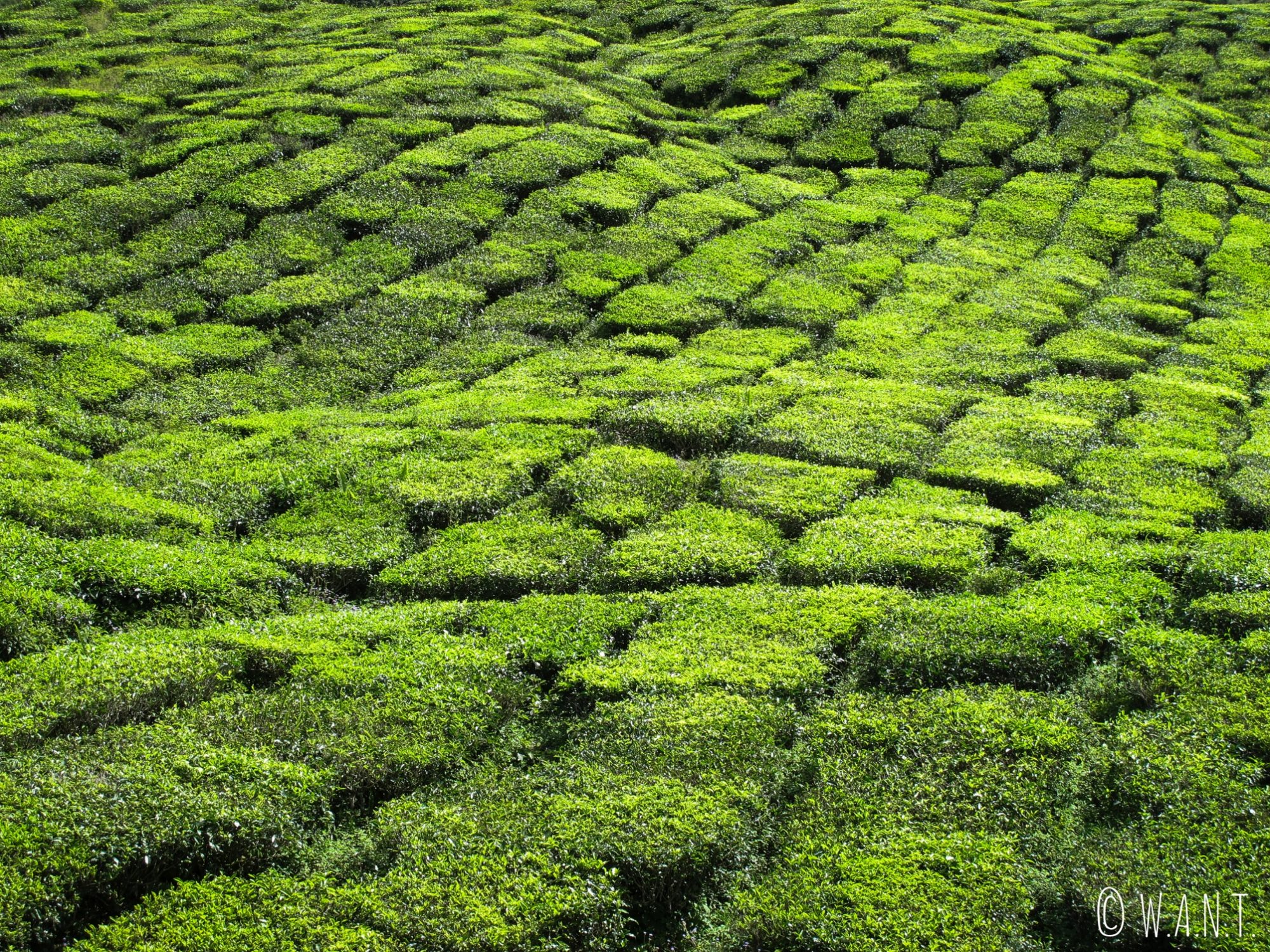 Gros plan sur les plants de thé de la plantation Barath Tea à Tanah Rata