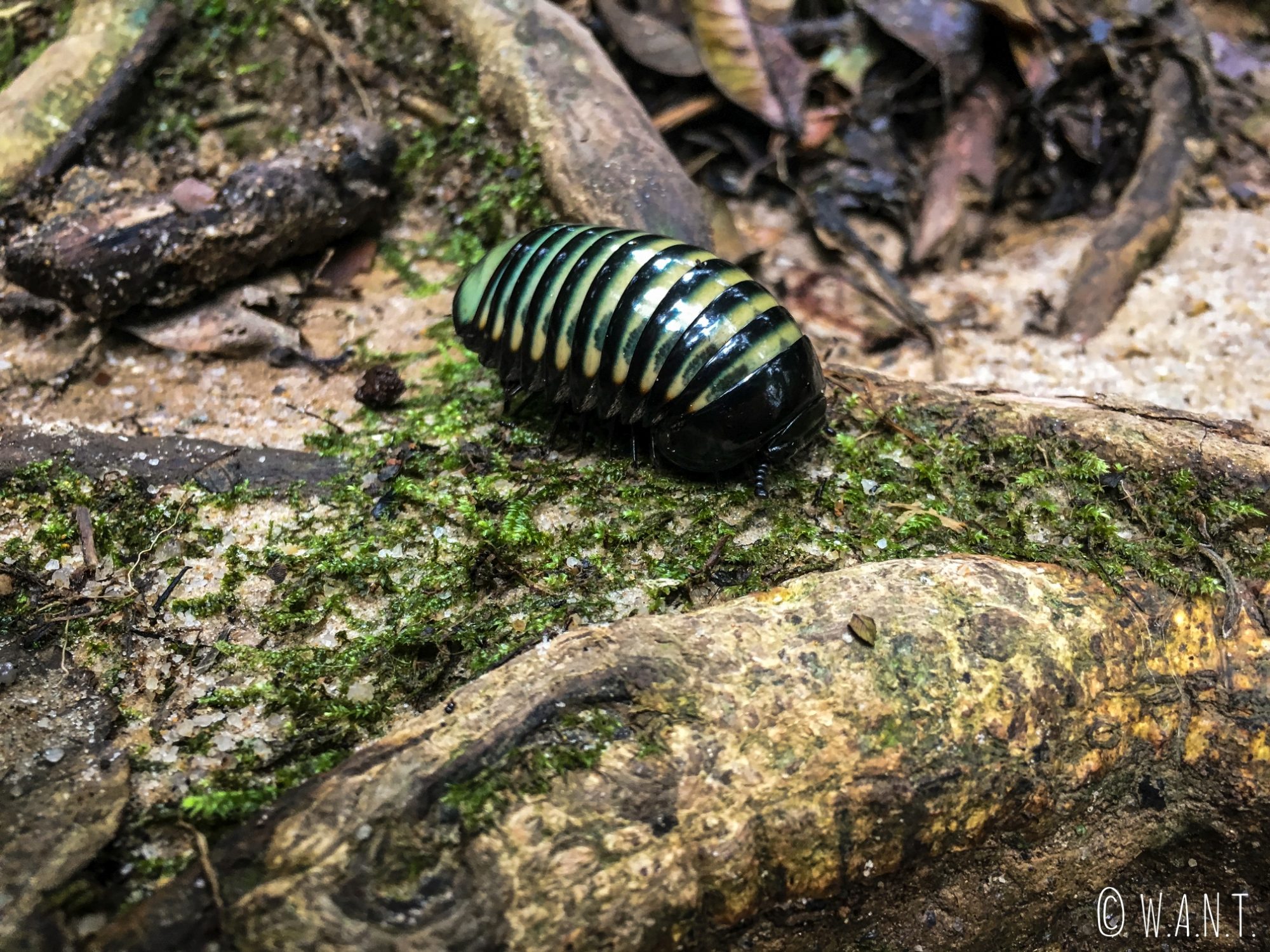 Insecte de la famille des gloméridés rencontré dans la jungle des Cameron Hughlands