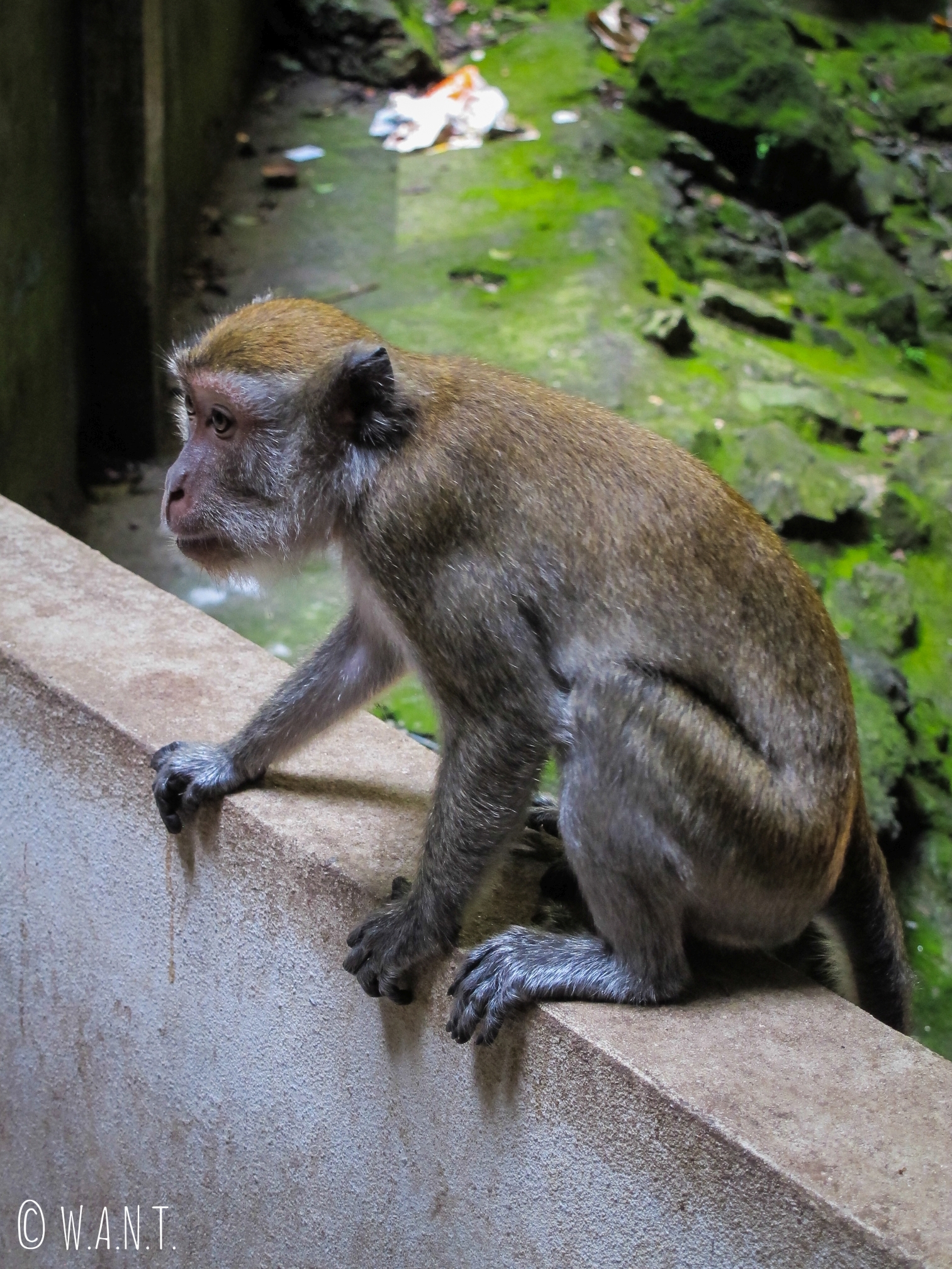 Le singes font la loi aux Batu Caves