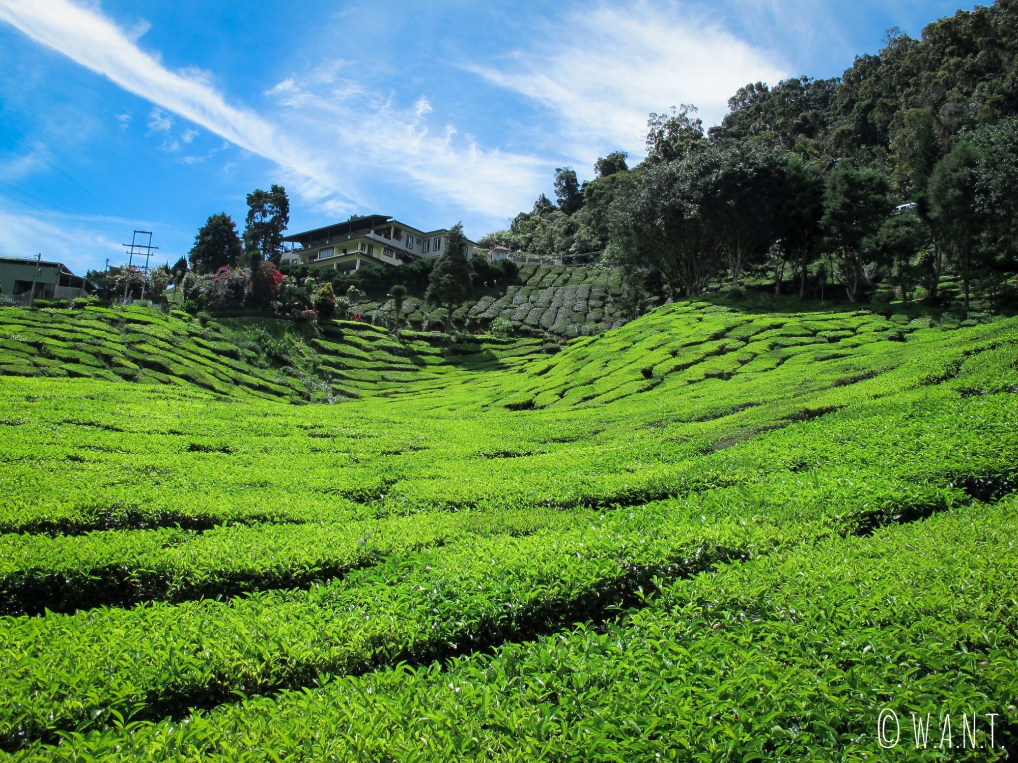Le soleil donne une couleur verte éclatante aux plants de thé des Cameron Highlands