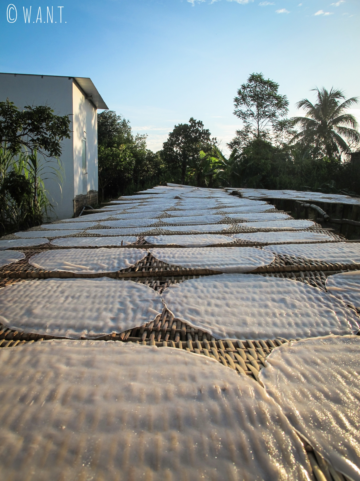 Les galettes de riz sont mises à sécher au soleil dans le delta du Mékong