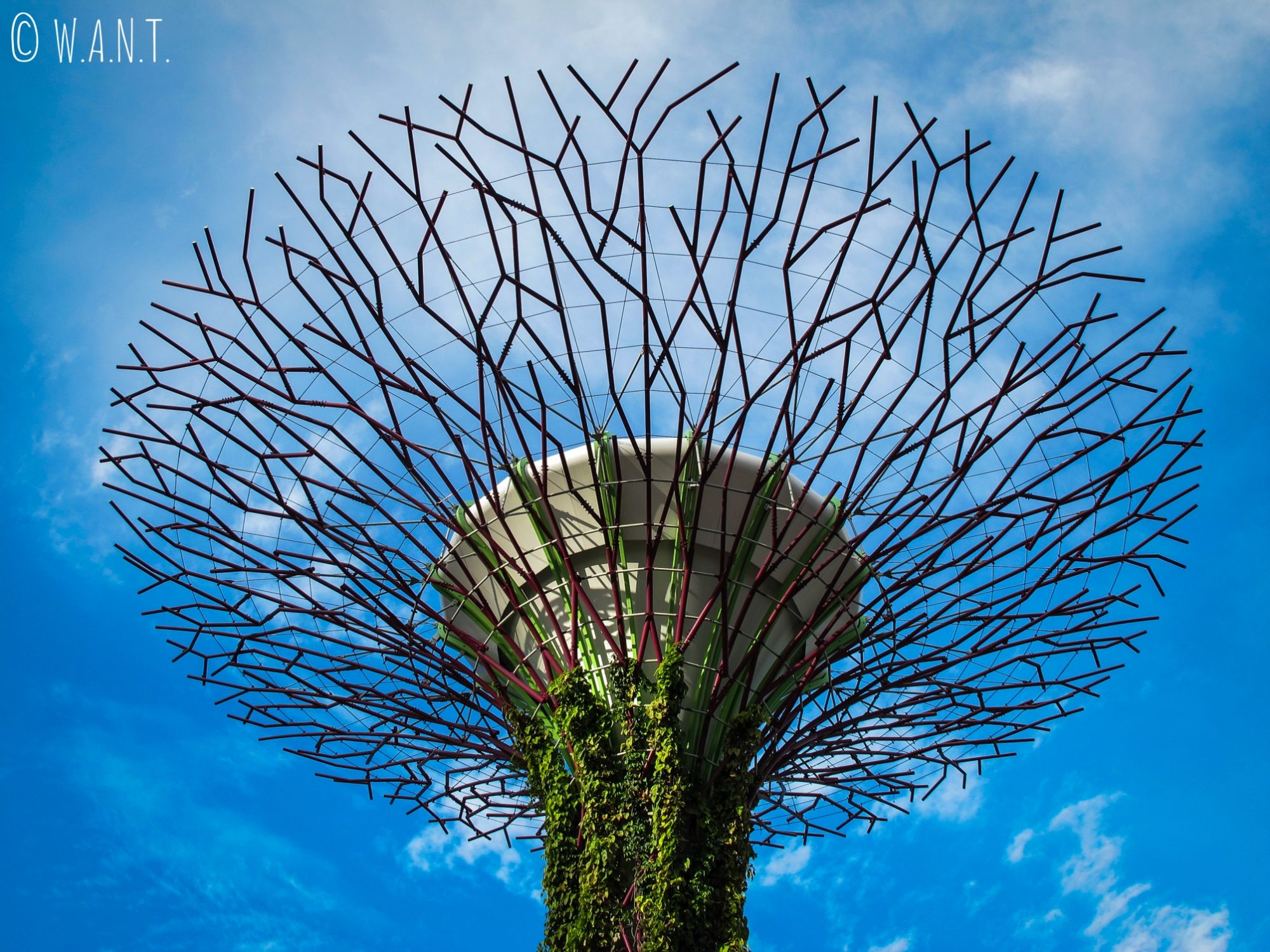 Partie supérieure d'un Supertree de Singapour