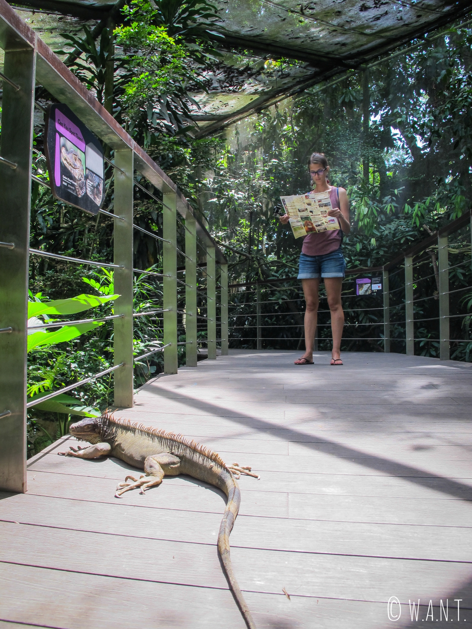Rencontre avec ce lézard en liberté au zoo de Singapour