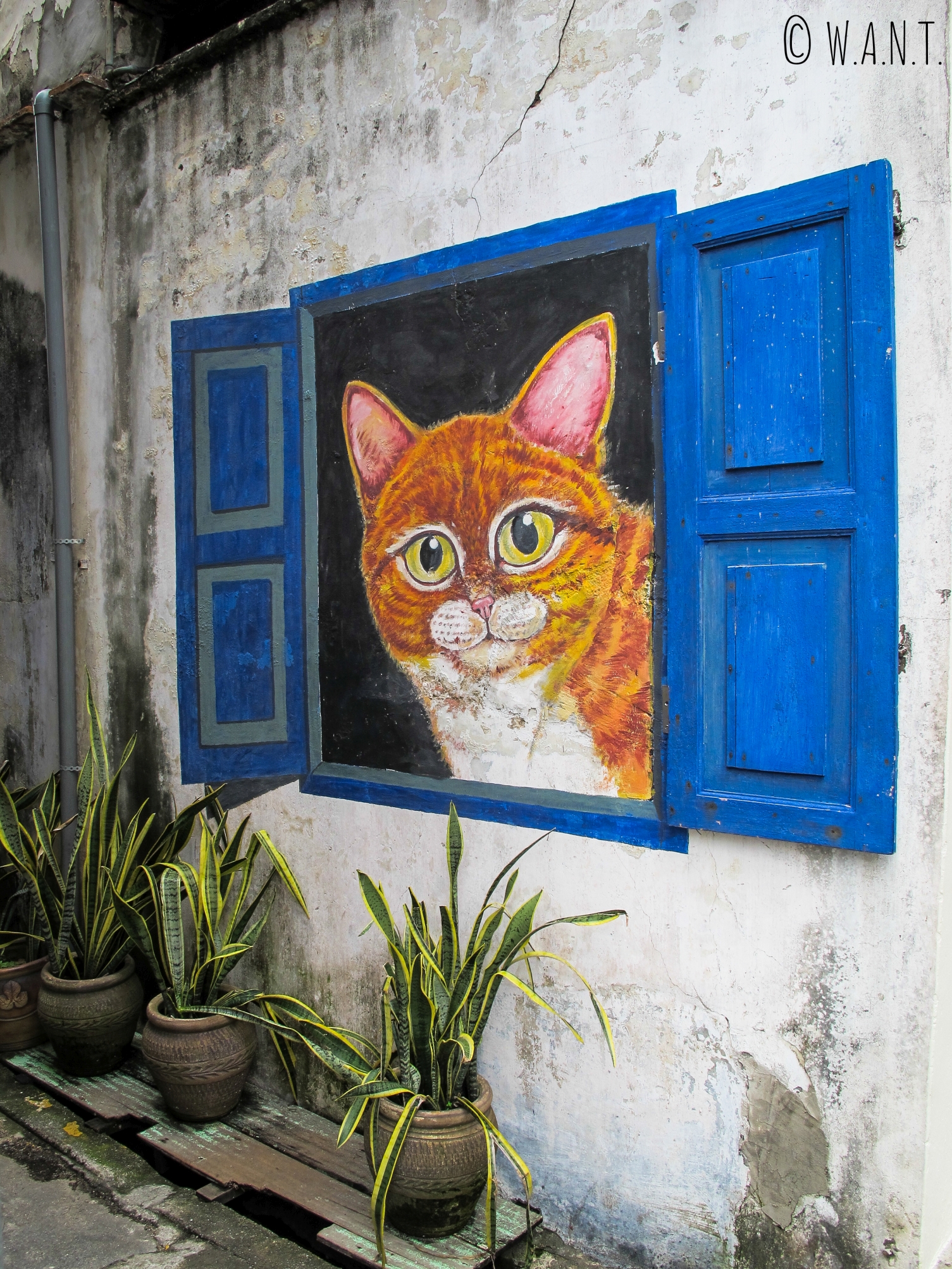 The Cat from The Window, art de rue dans Georgetown à Penang