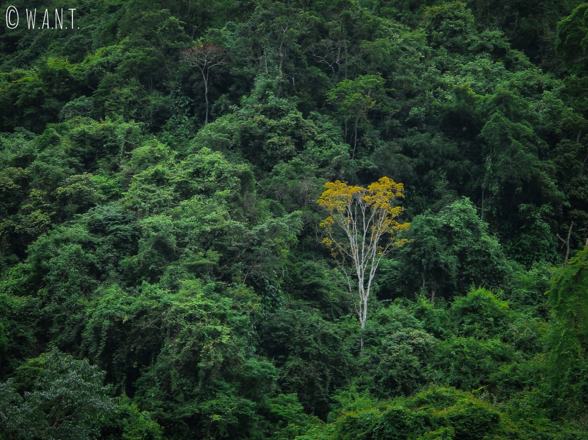 Arbre jaune au milieu de la végétation dense du parc national Phong Nha-Ke Bang