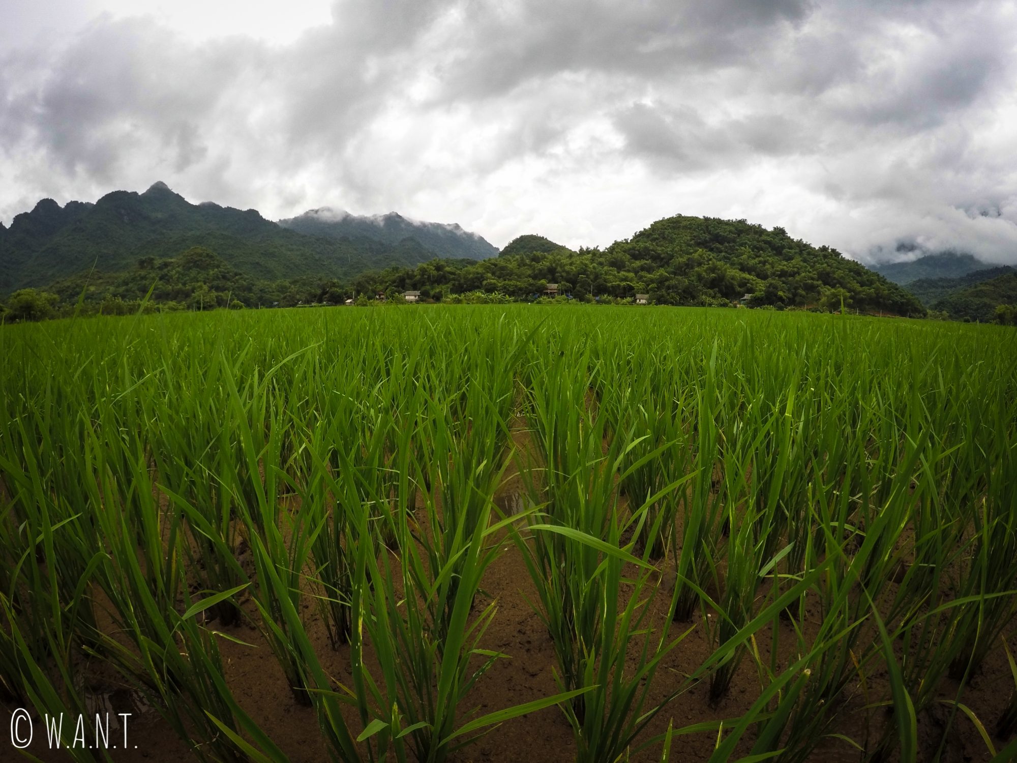 Au cœur des rizières de Mai Chau