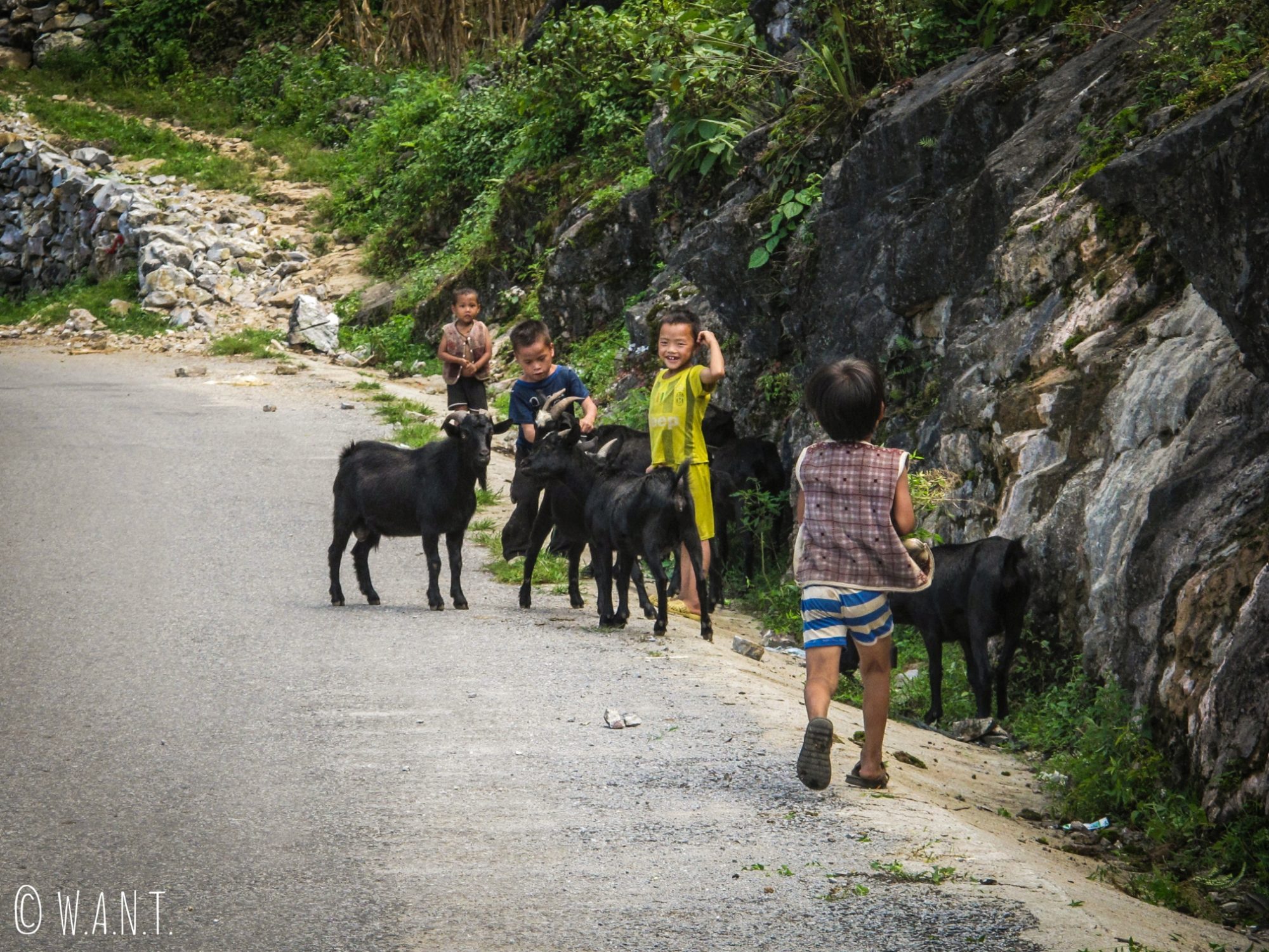 Enfants et troupeau sur la route de Dong Van à Meo Vac