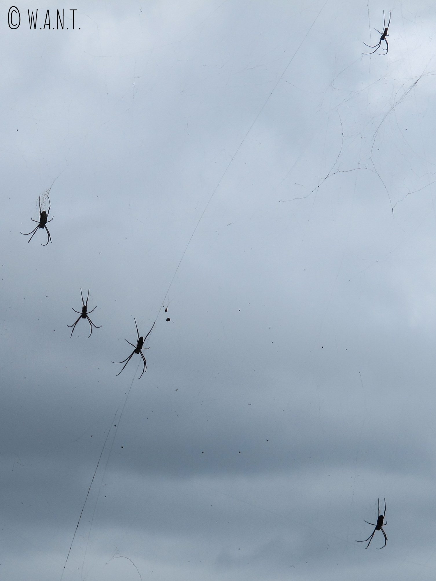 Enormes araignées pendues entre les fils électriques sur la route 725 de Da Lat