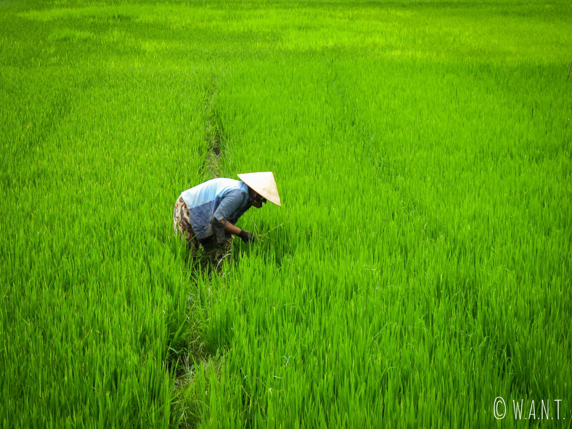 Femme dans les rizières sur l'île de Cam Kim