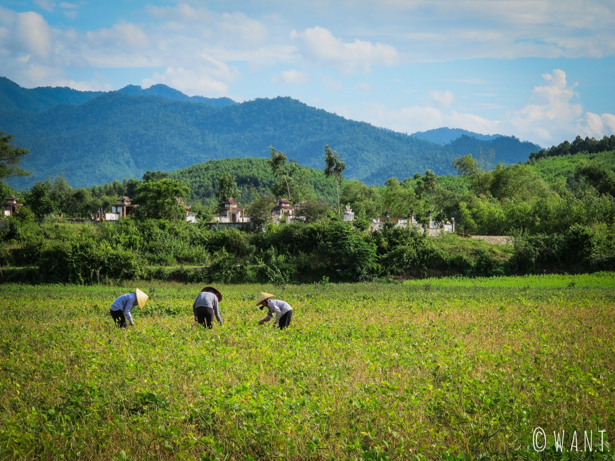 Femmes travaillant dans les rizières près du parc national Phong Nha-Ke Bang
