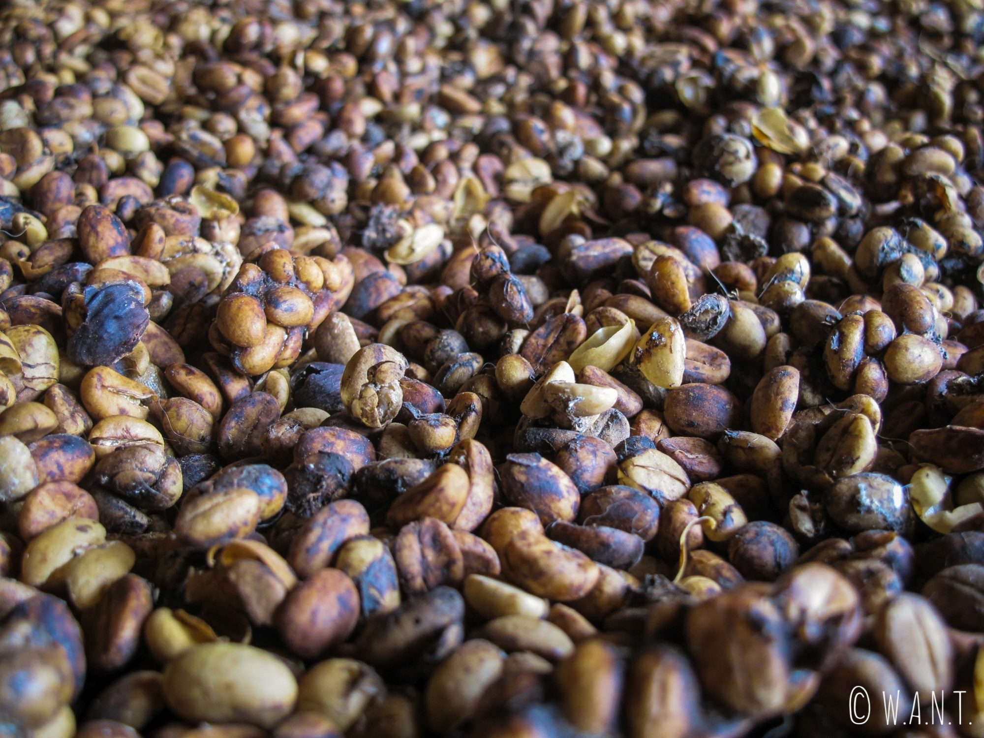 Grains de café récoltés dans les excréments des civettes pour fabriquer le Café Luwak