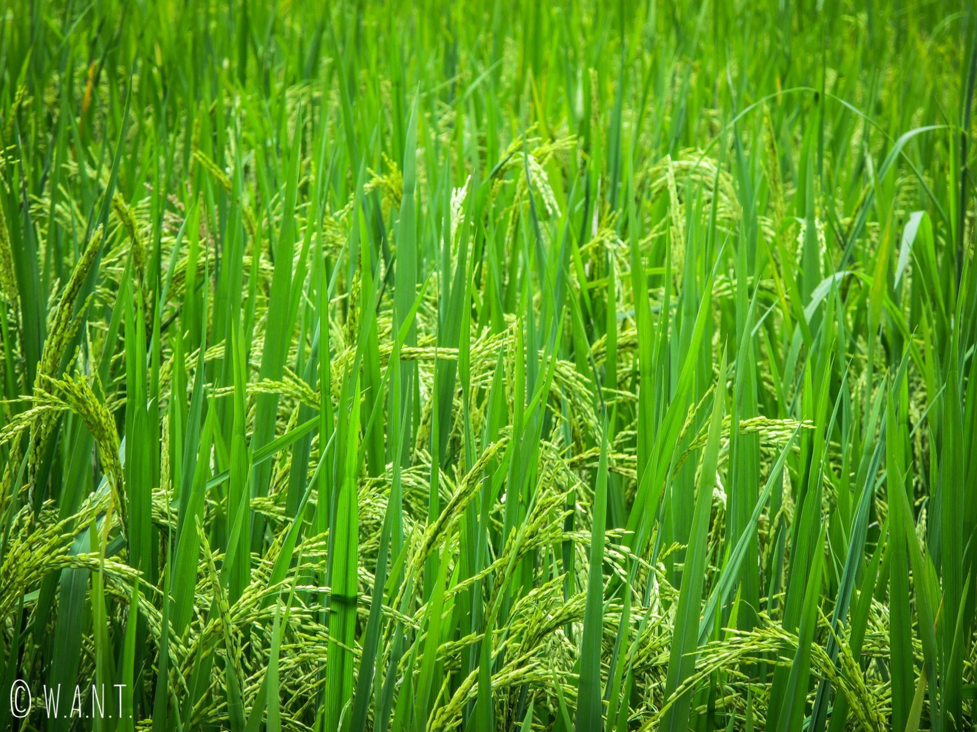 Gros plan dans les rizières autour de Ha Giang