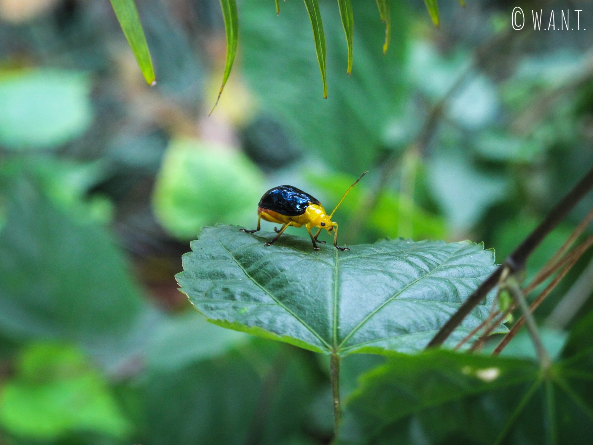 Gros plan sur ce petit insecte jaune et noir dans les jardins de Truc Lâm Temple