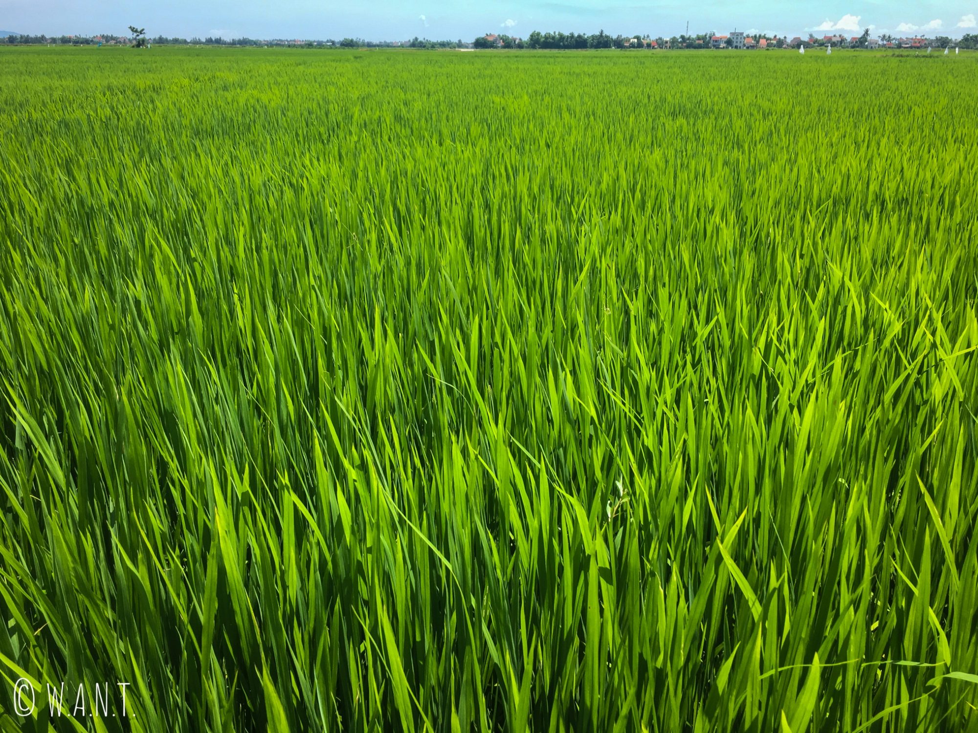 Gros plan sur les rizières de Hoi An