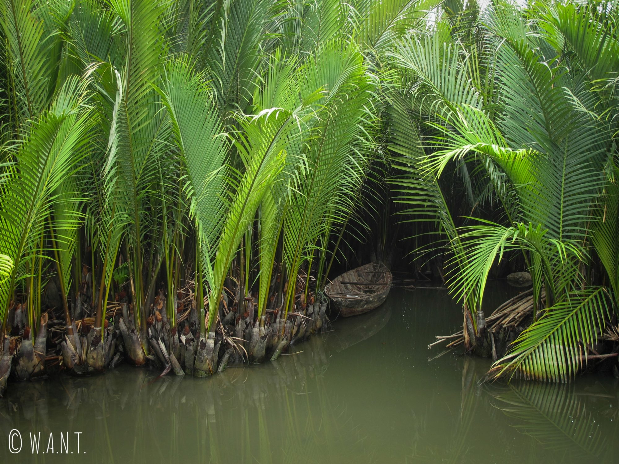 Il est possible de naviguer à l'intérieur des water coconut à Hoi An