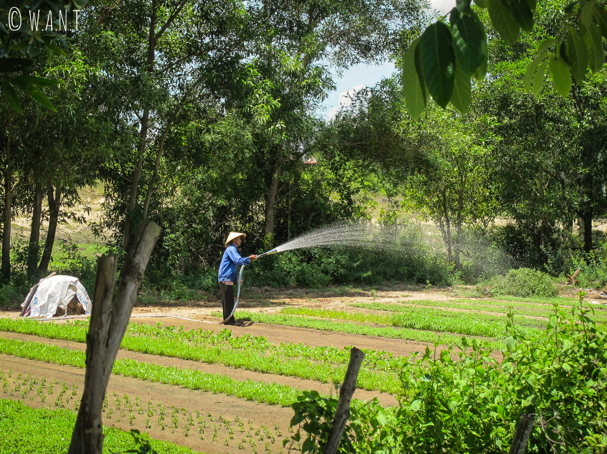 Jardiniers dans le village écologique de Tra Que à Hoi An