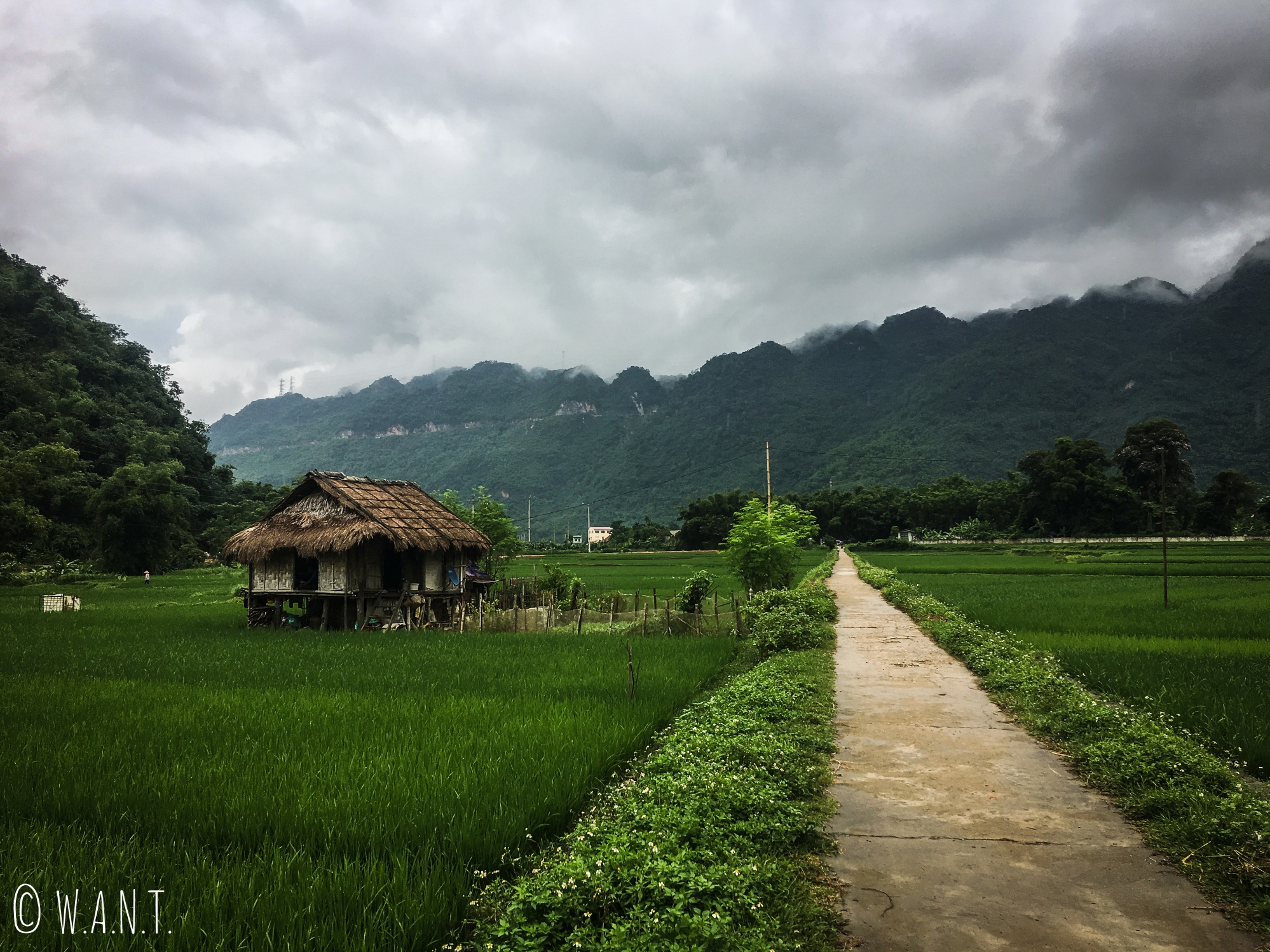 Maison sur pilotis au cœur des rizières de Mai Chau