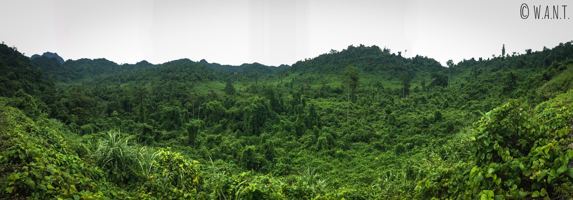 Panorama sur la végétation dense du parc national Phong Nha-Ke Bang