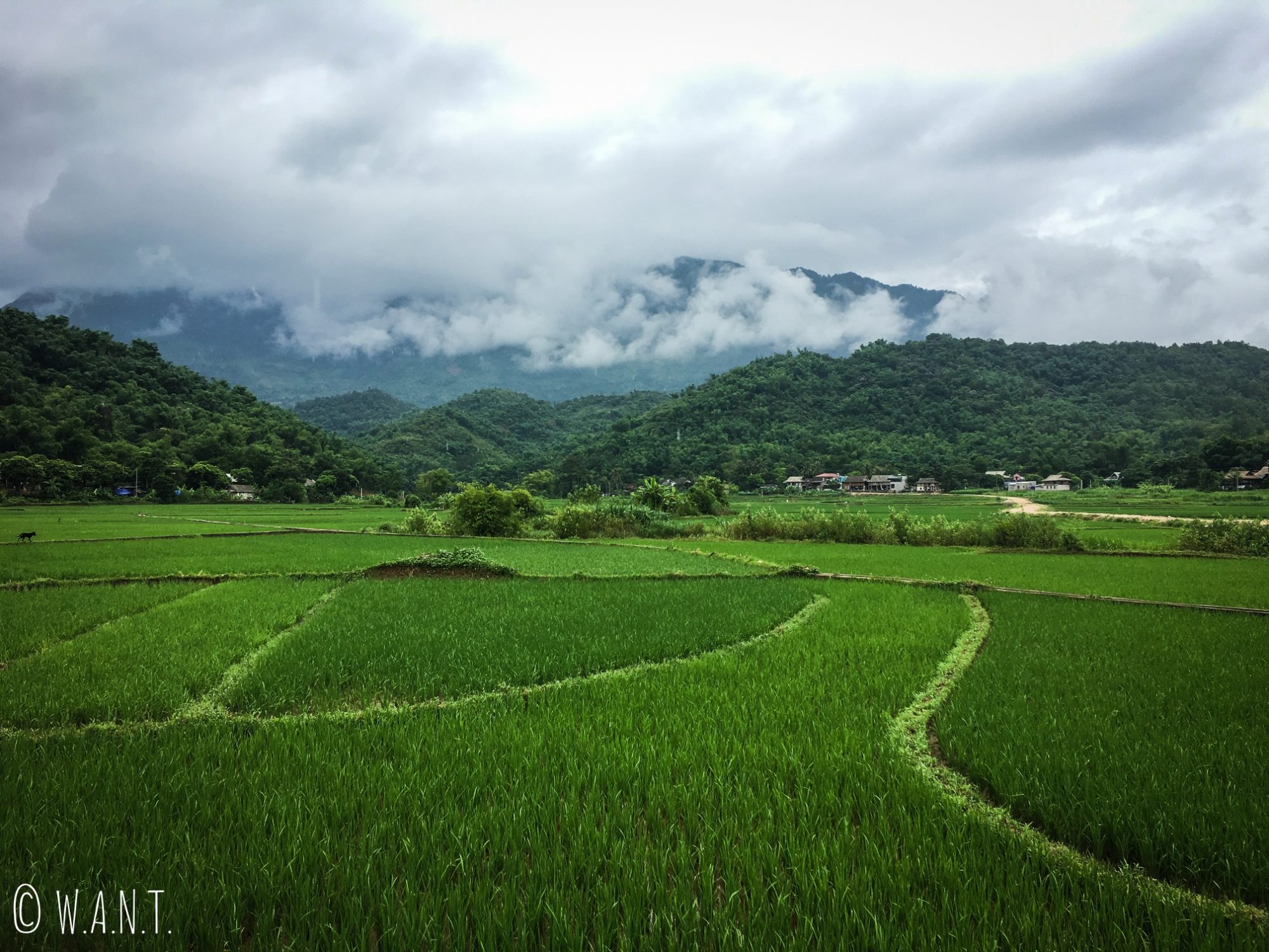 Paysage de rizières à perte de vue à Mai Chau