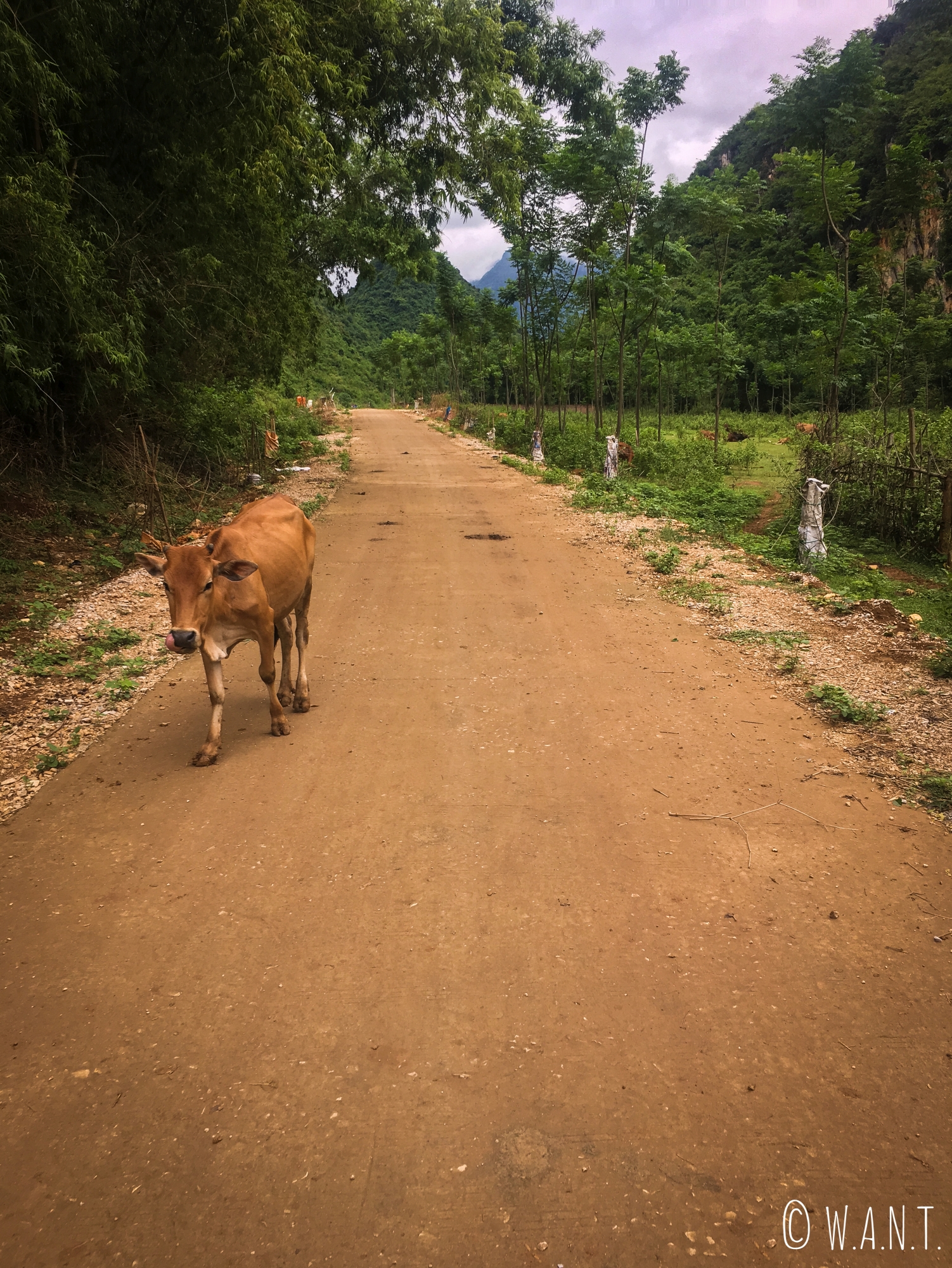 Rencontre avec une vache sur les chemins de Mai Chau