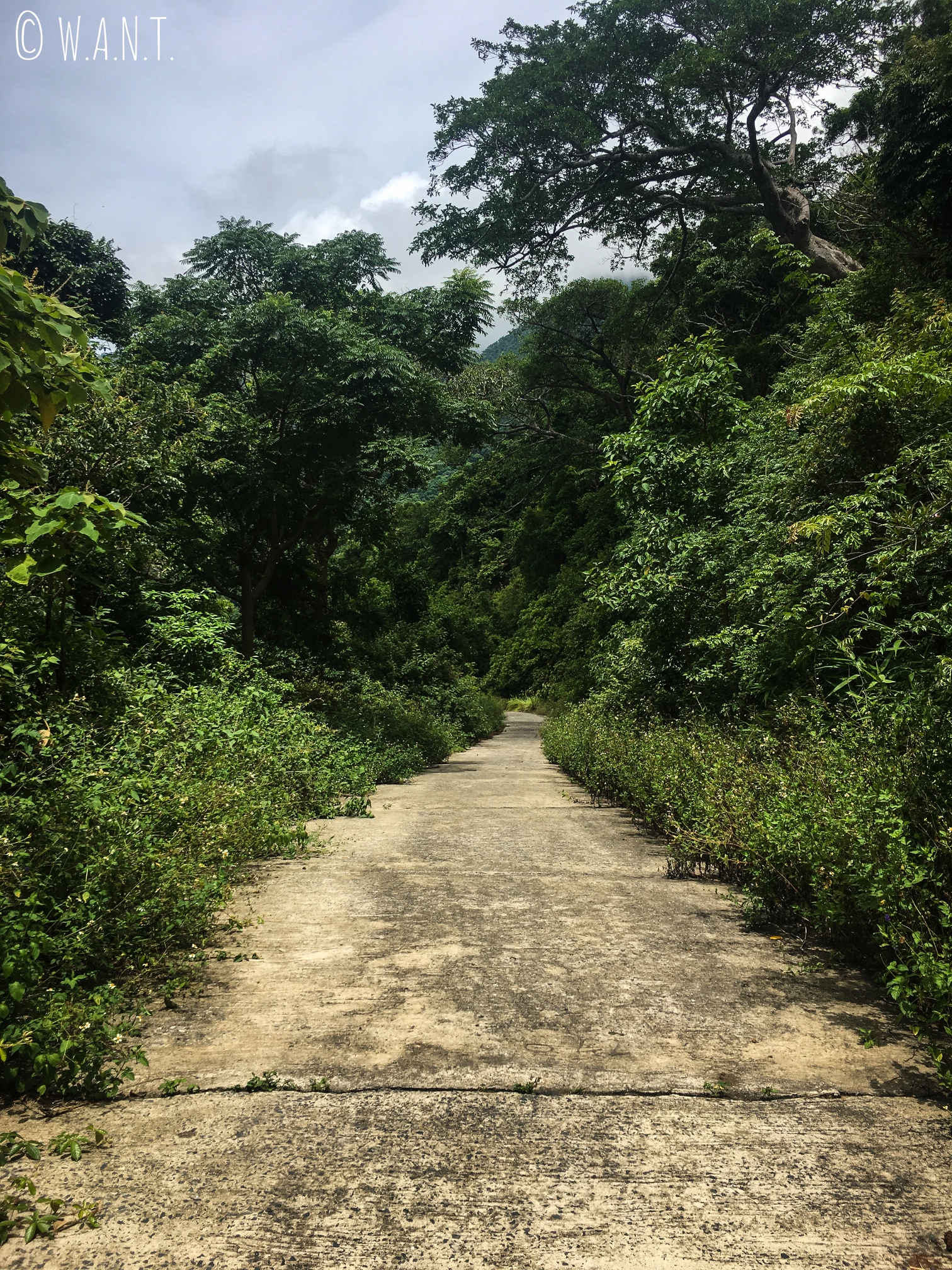 Route déserte et entourée de végétation de la presqu'île Son Tra