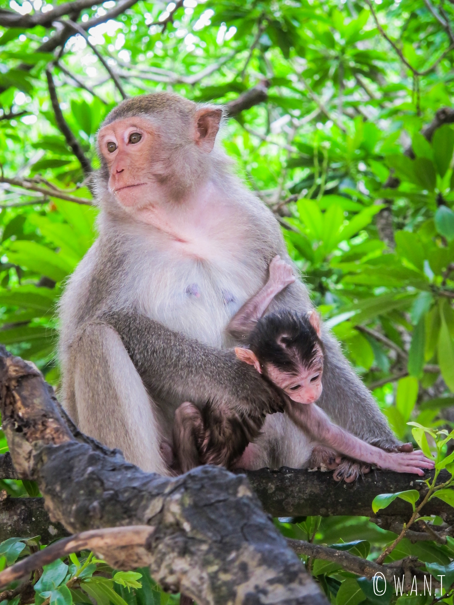 Singe et son bébé sur l'île de Monkey Island au large de Cat Ba